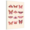 Sylvie Vintage Retro Boho Butterflies Framed Canvas by Honey Island Studio