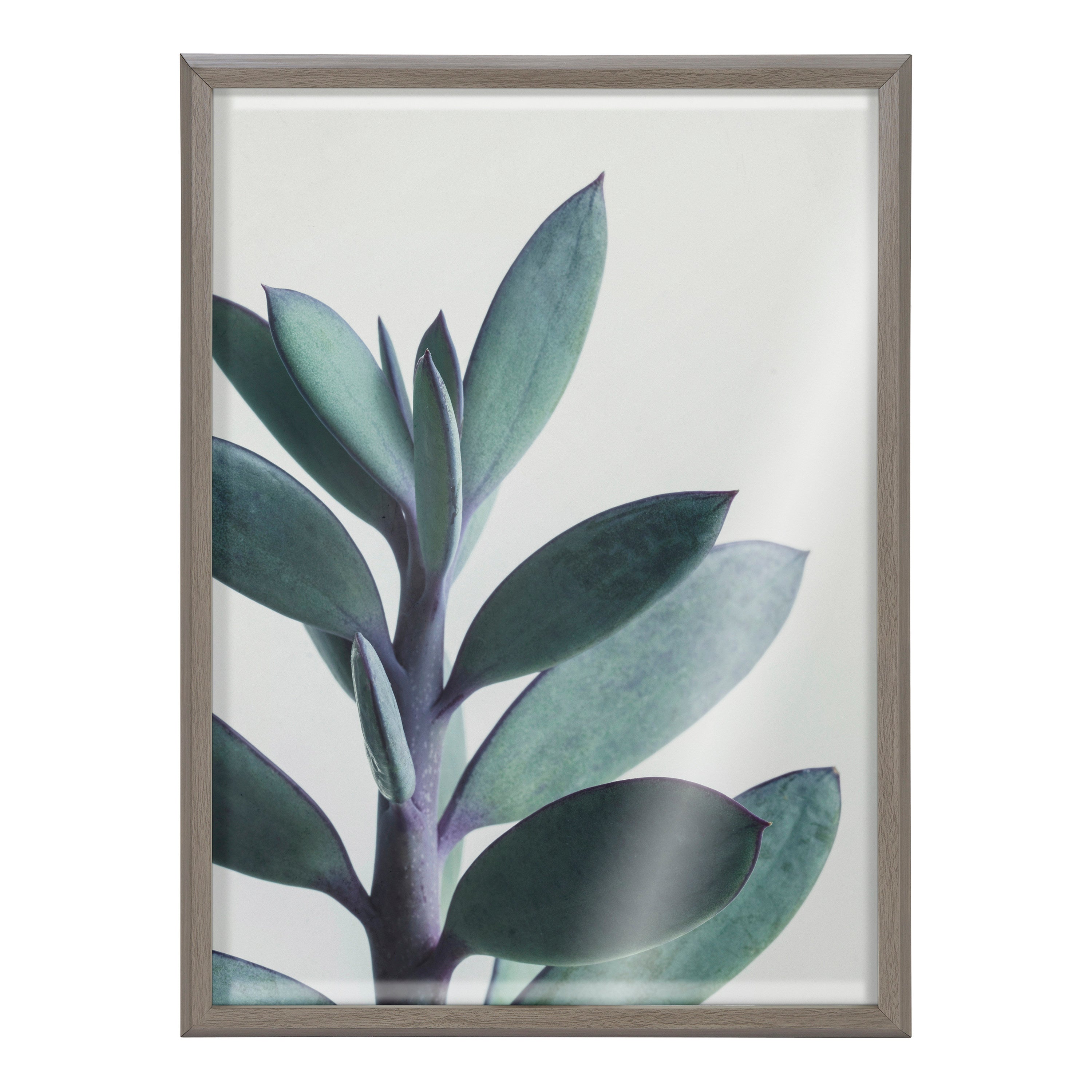 Blake Senecio 1 Framed Printed Glass by Emiko and Mark Franzen of F2Images