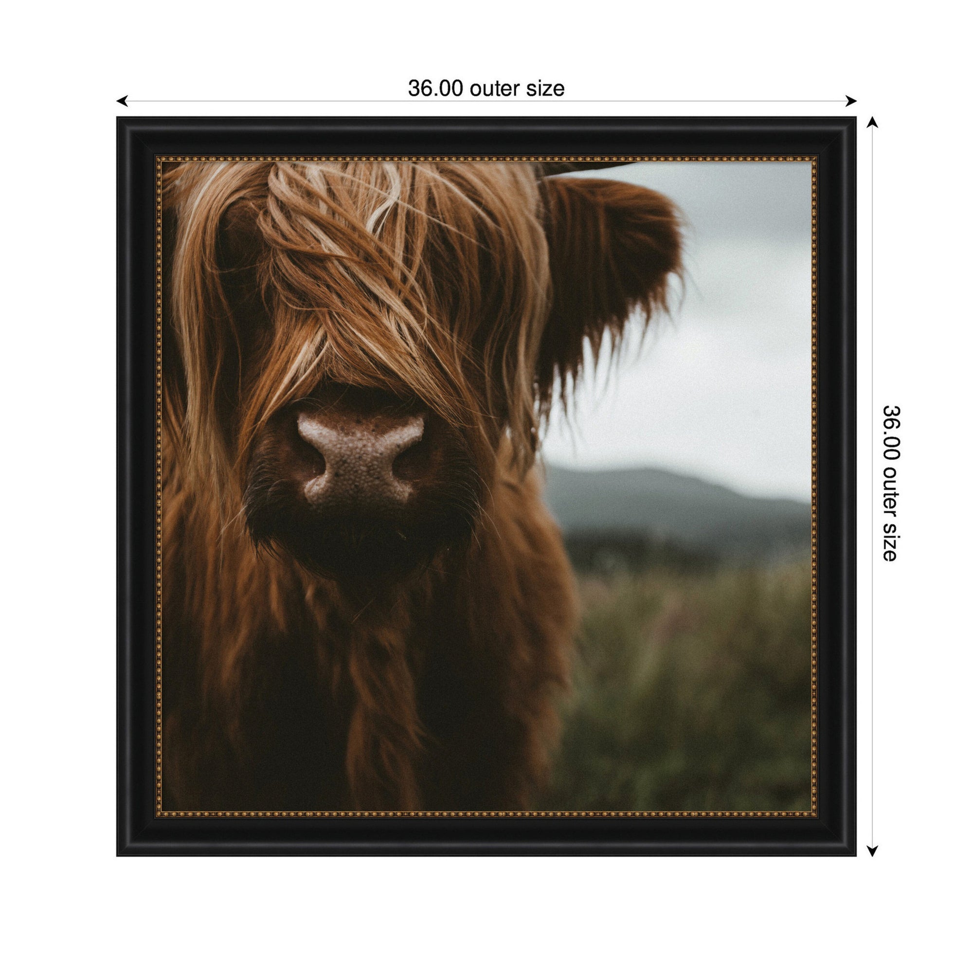 Close Up of Scottish Highland Cattle Baby SQ by Michael Schauer Framed Wall Art Print