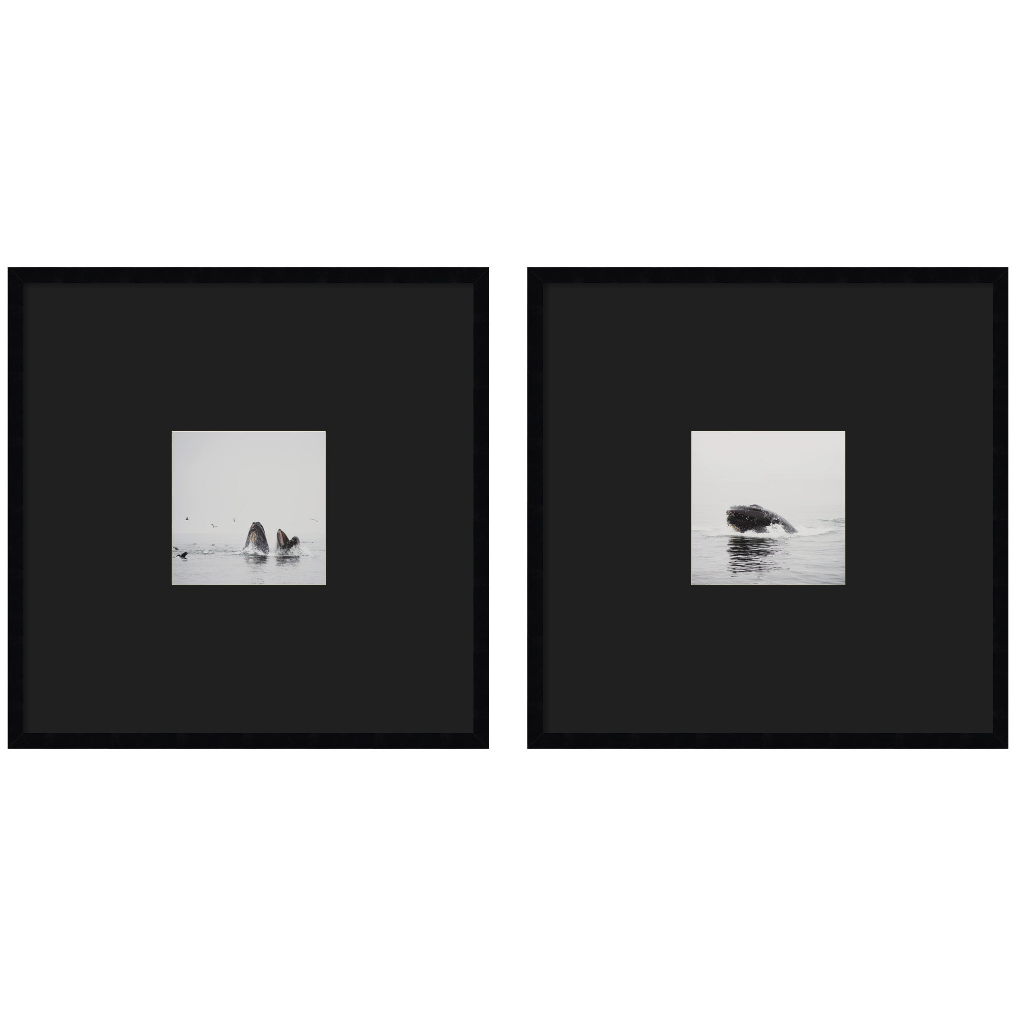Humpback Whale 2 Piece Framed Wall Art Print Set by Laura Evans Black Mat
