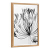 Blake Bell Agapanthus X Ray Floral BW Framed Printed Art by The Creative Bunch Studio