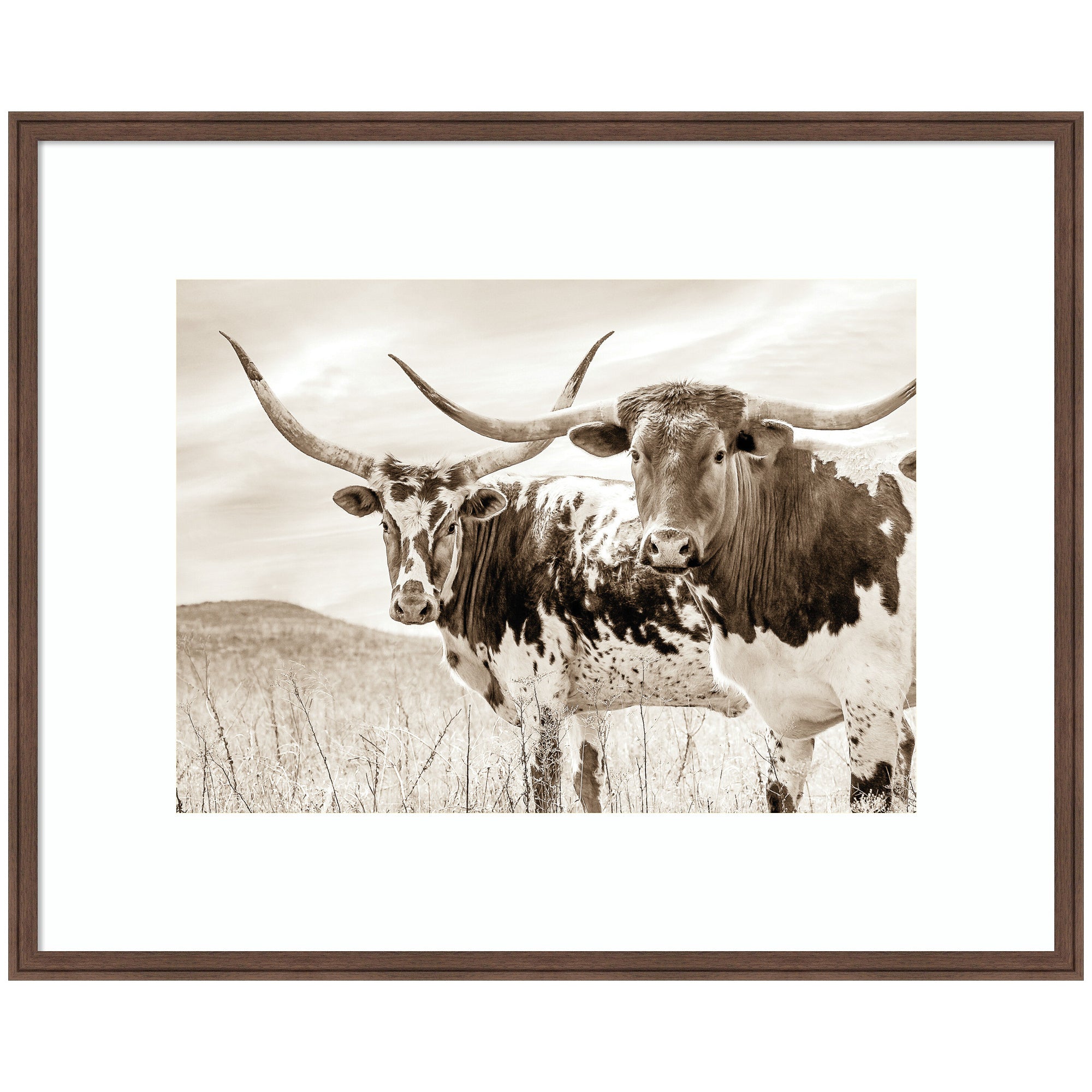 Sepia Texas Longhorn Cattle in Pasture by The Creative Bunch Studio Framed Wall Art Print