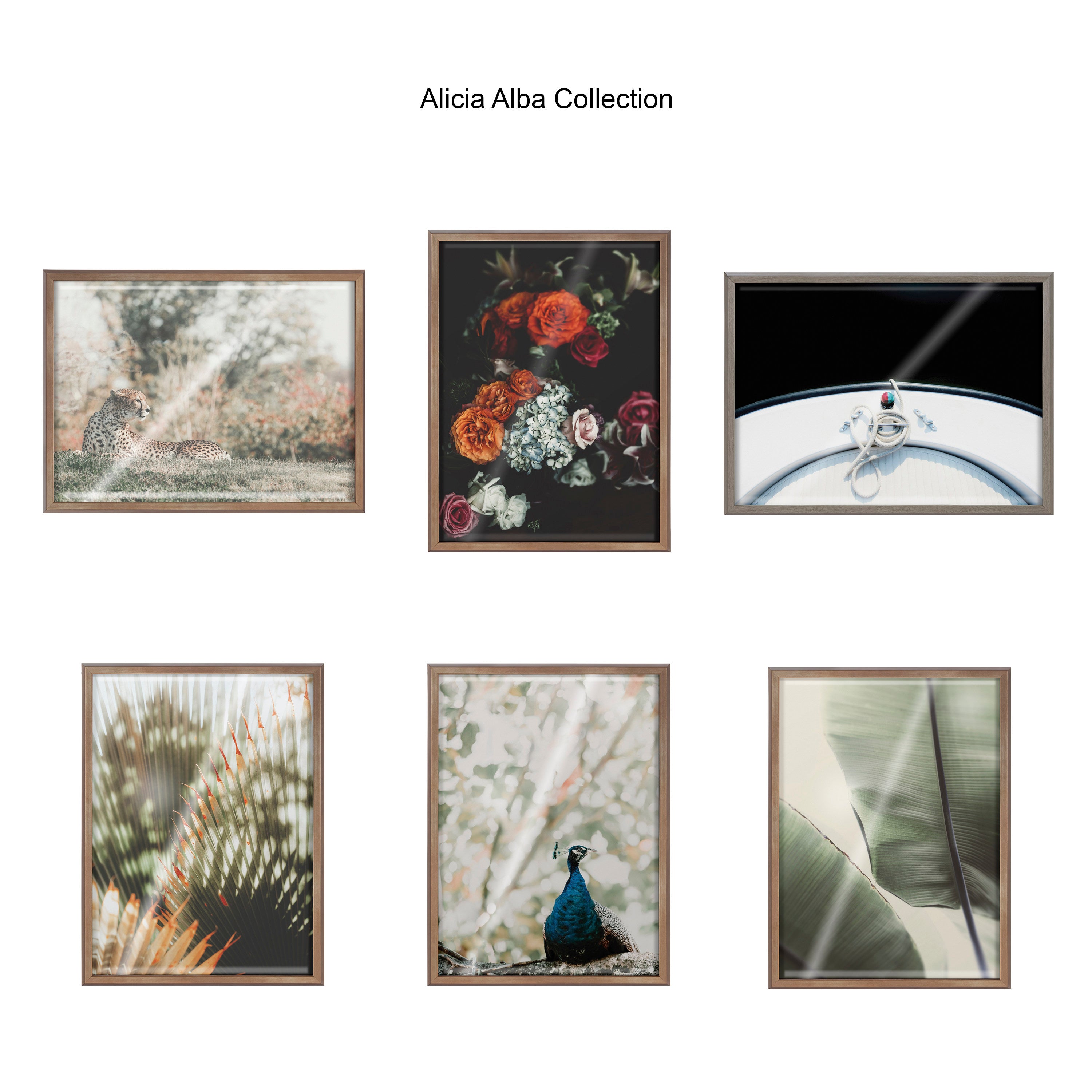 Blake Peacock Framed Printed Glass by Alicia Abla