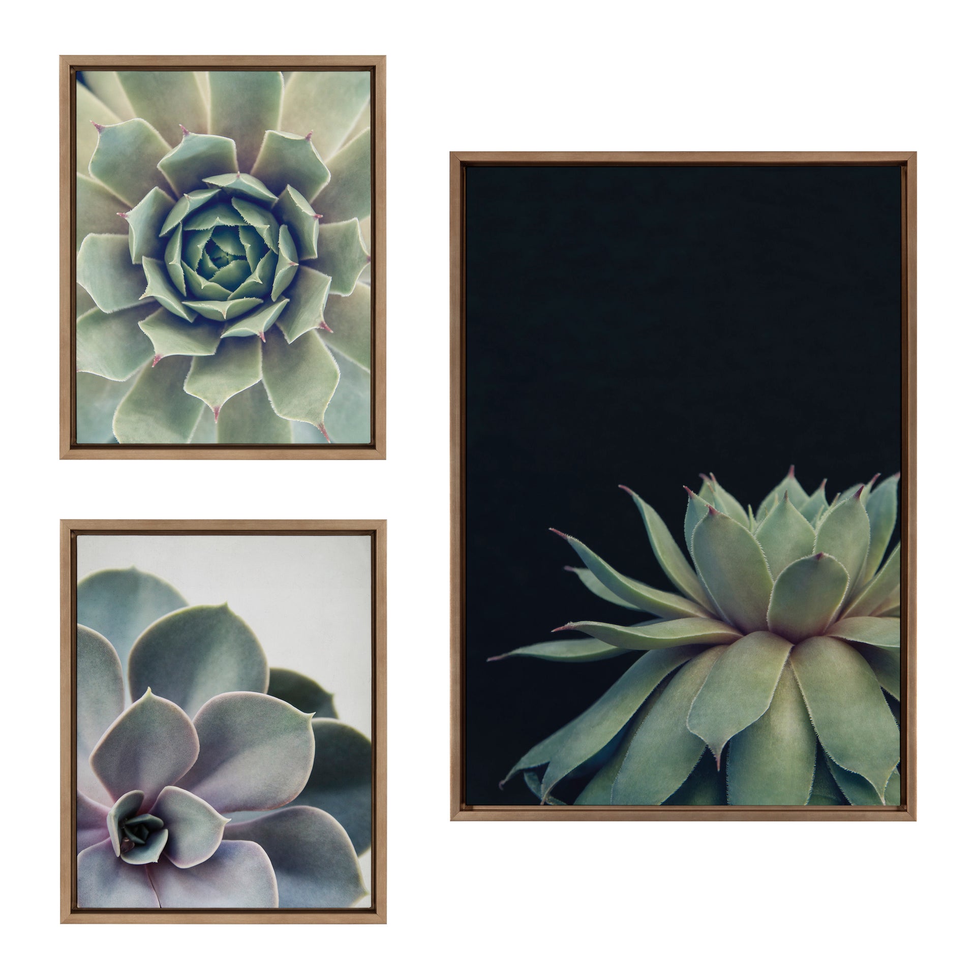 kate and laurel succulent Sylvie Succulent Framed Canvas Set by Emiko and Mark Franzen of F2Images Gold / 3 Piece
