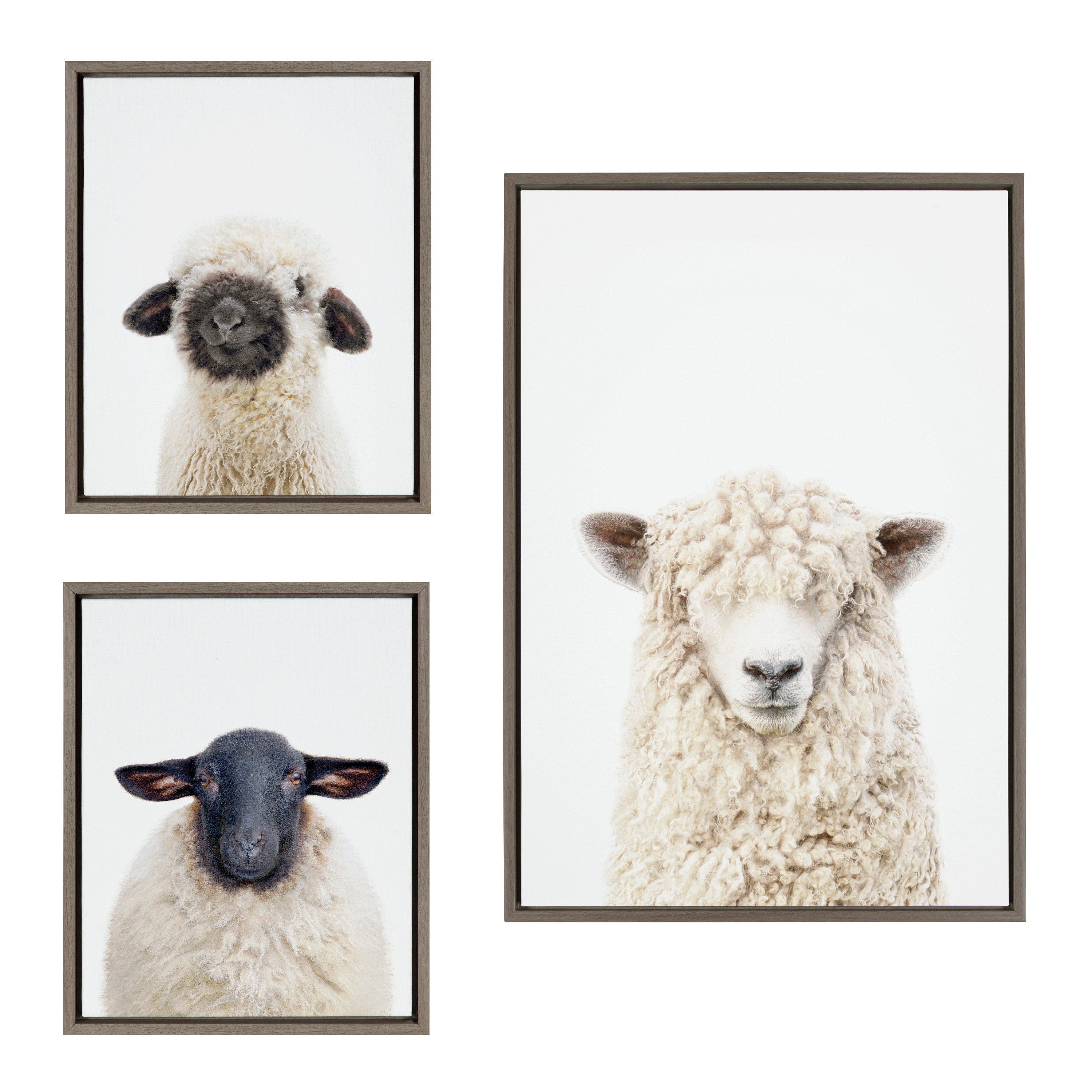 Sylvie Sheep Bangs Portrait, Animal Studio Black Nosed Sheep and Dorper Sheep Framed Canvas Art Set by Amy Petrson Art Studio