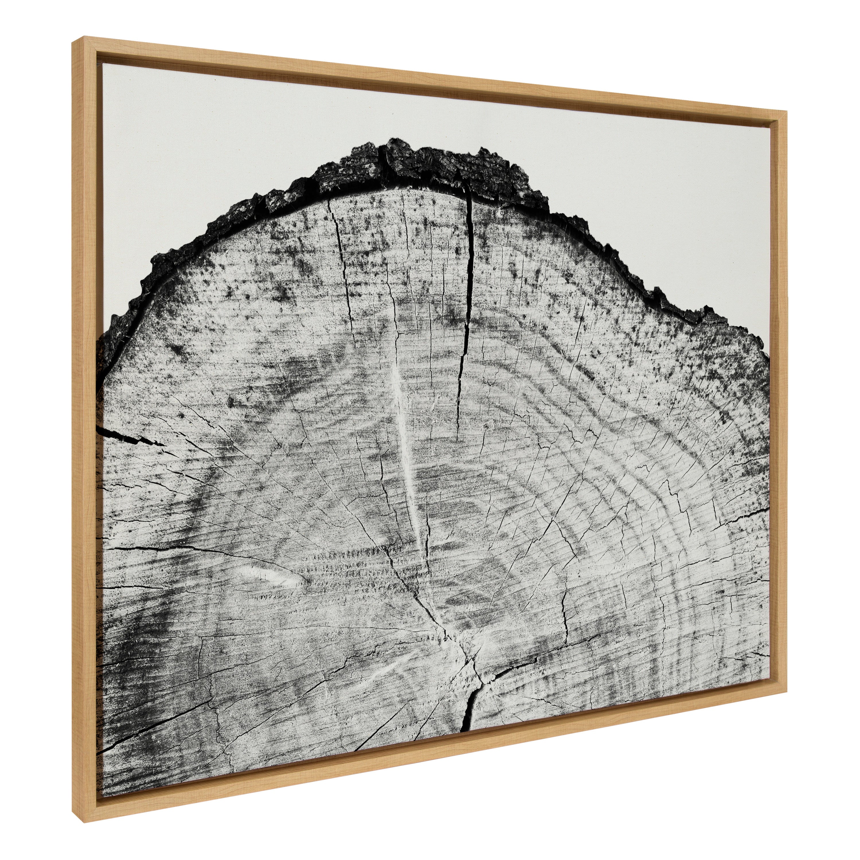 Sylvie Tree Rings BW Framed Canvas by Emiko and Mark Franzen of F2Images