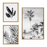 Sylvie Coastal Coconut Palm Tree Beach, 583 Banana Leaf and Palm I Black and White Framed Canvas Art Set by Various Artists