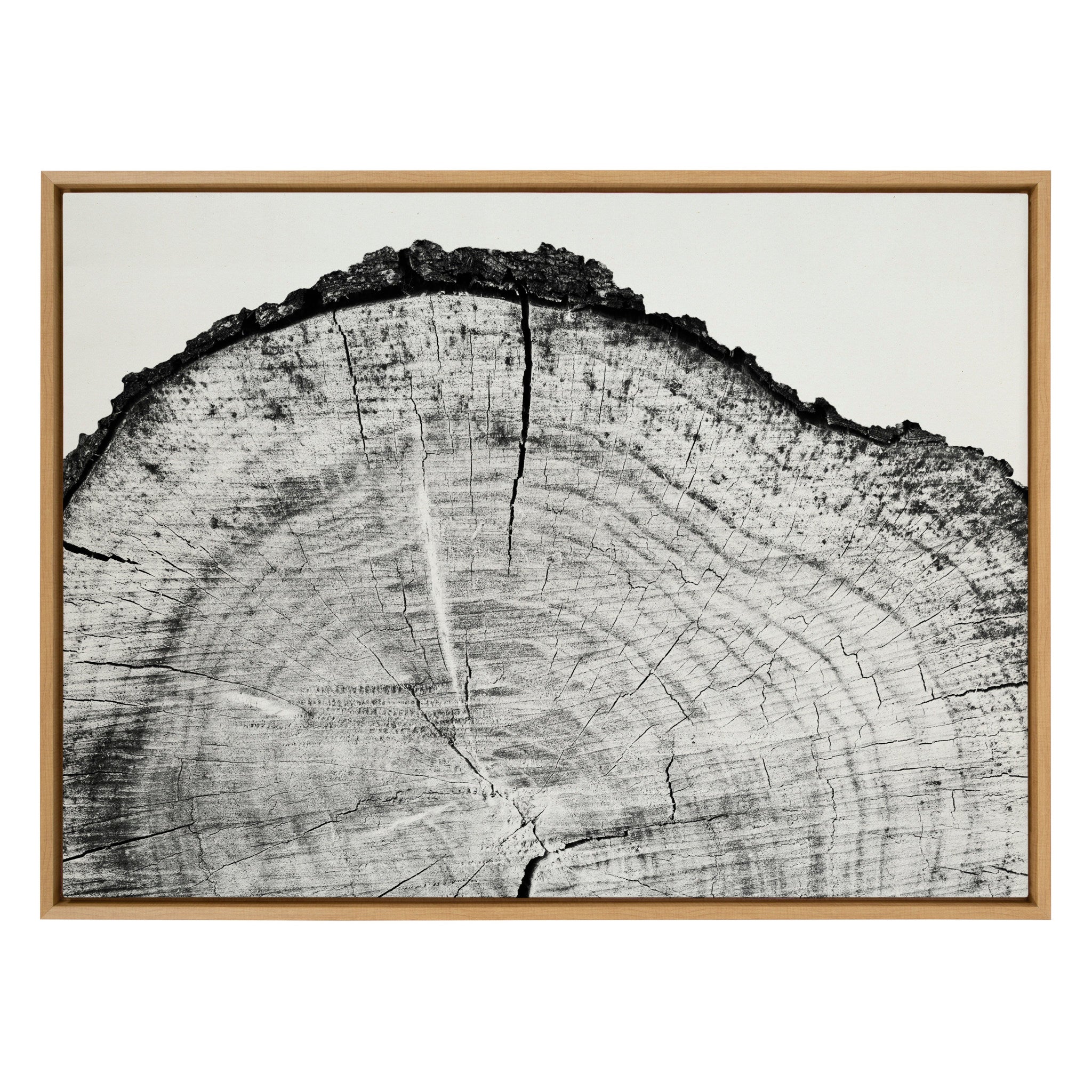 Sylvie Tree Rings BW Framed Canvas by Emiko and Mark Franzen of F2Images