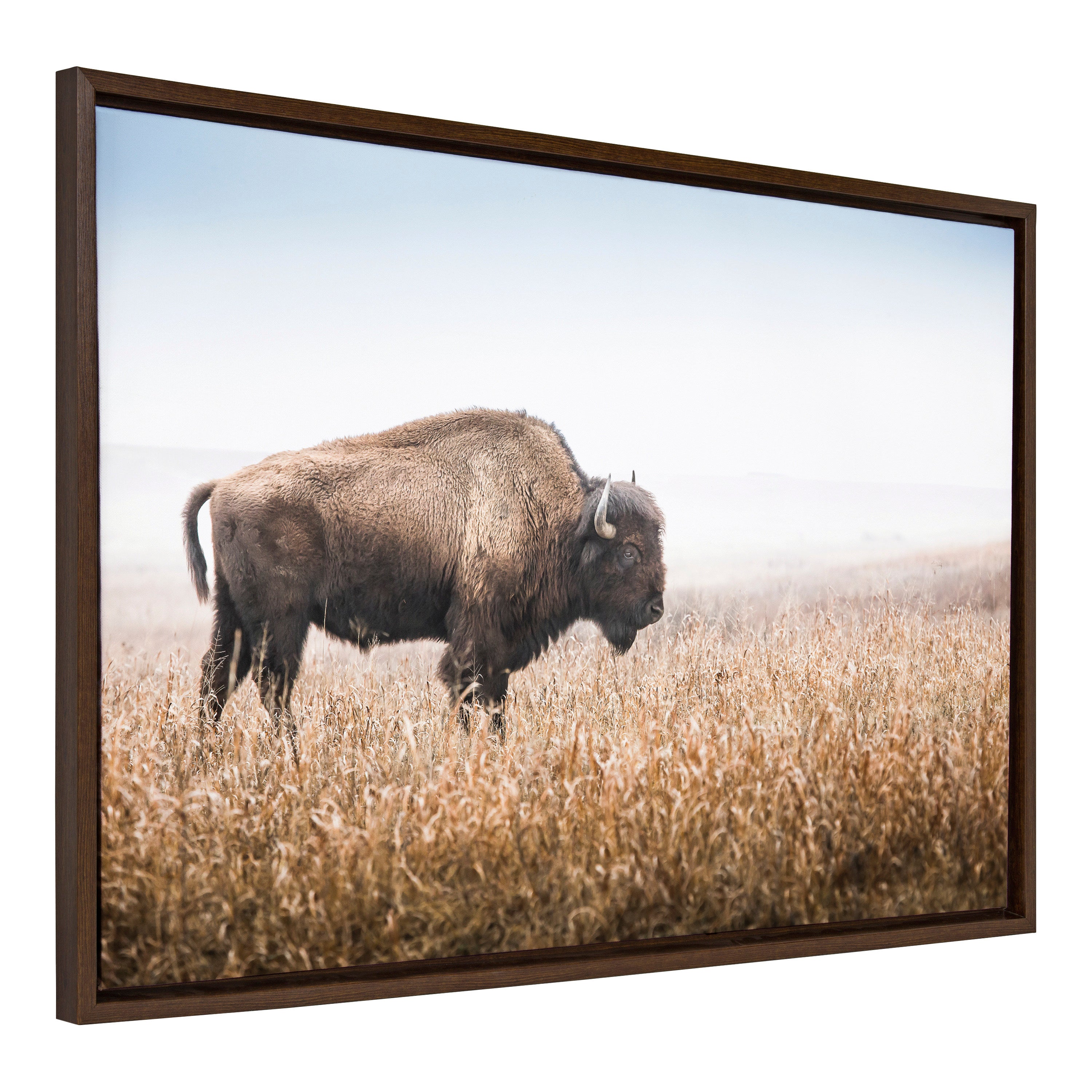 Sylvie American Bison Buffalo in Prairie Grass Framed Canvas by