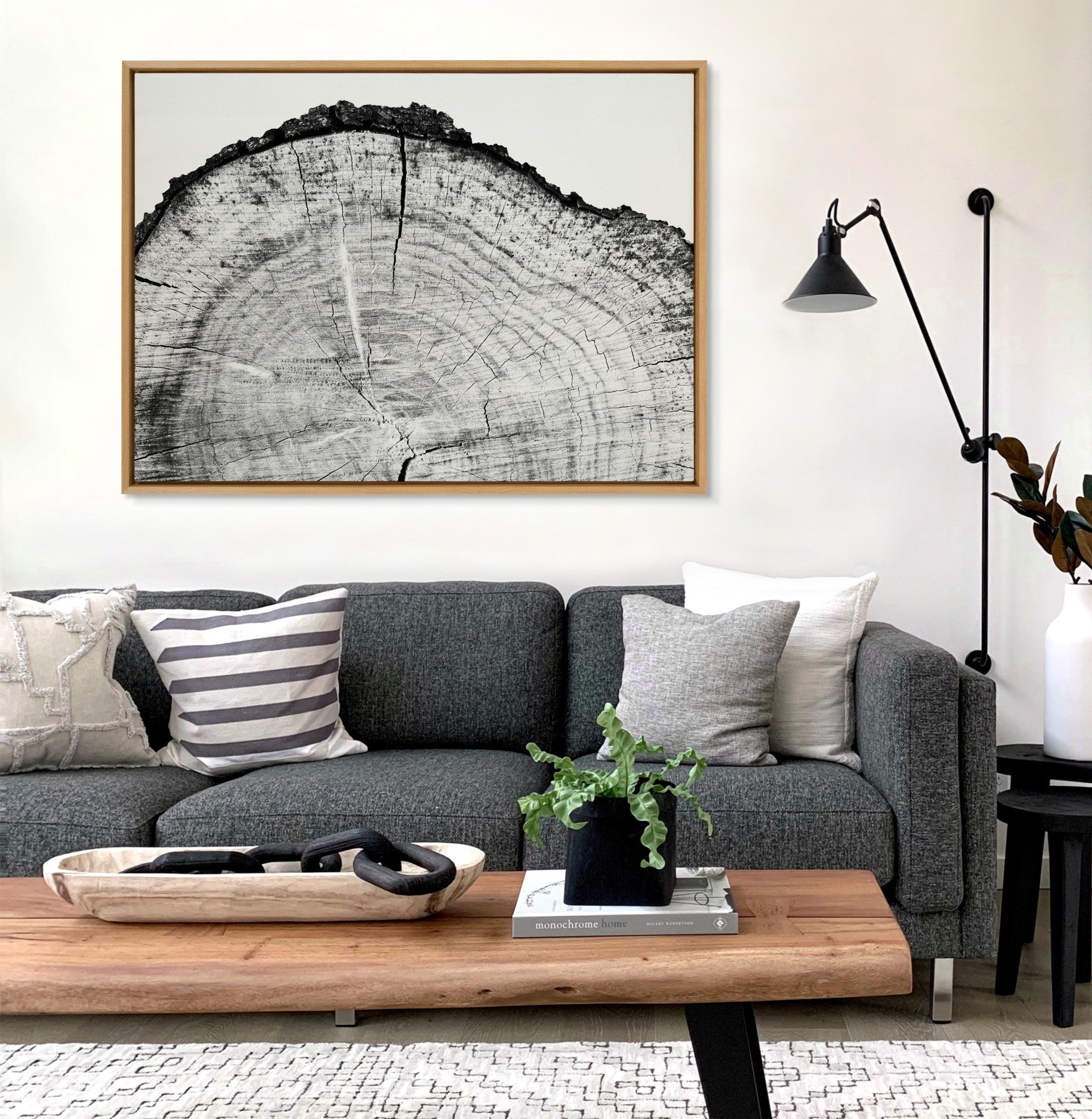 Sylvie Tree Rings BW Framed Canvas by Emiko and Mark Franzen of F2Images