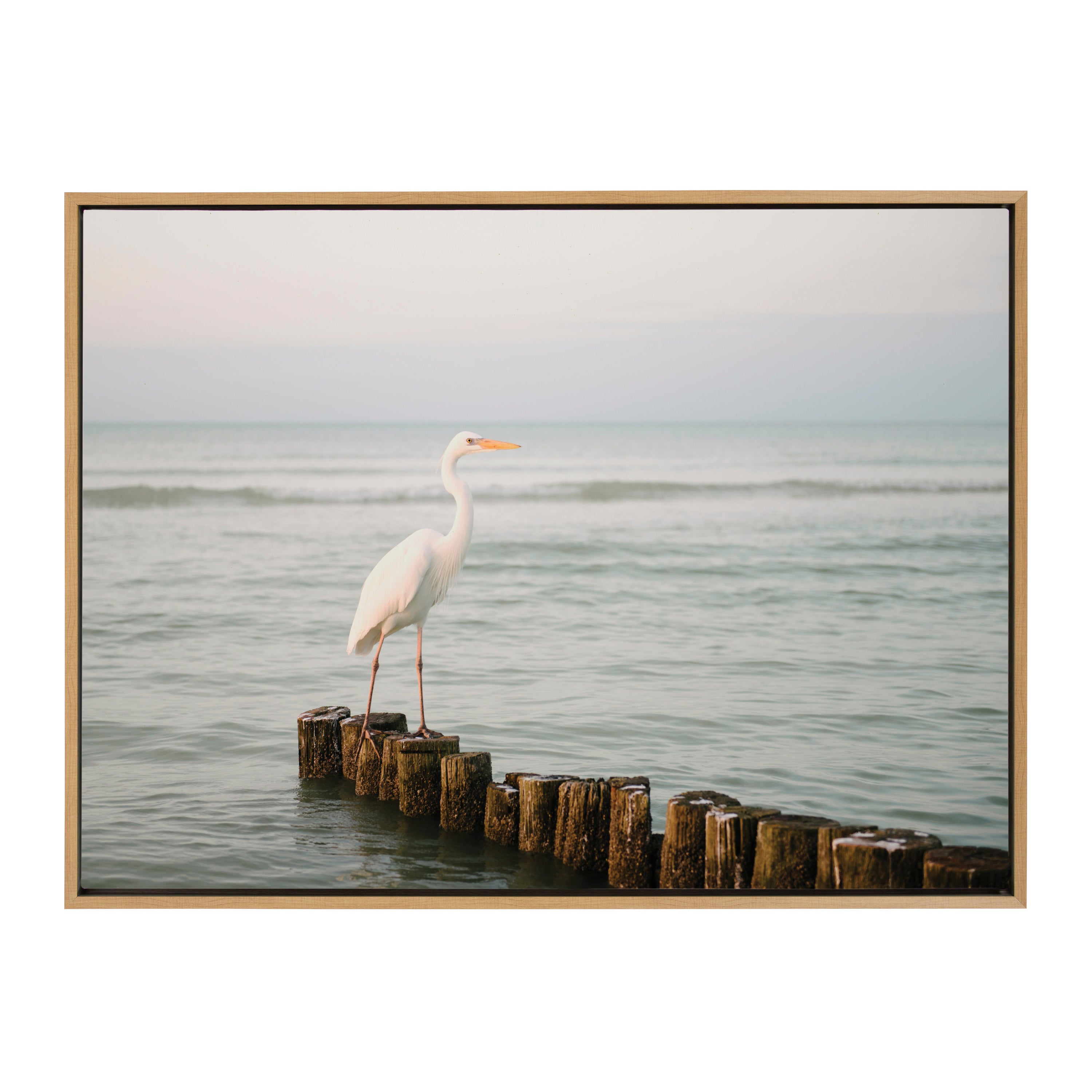 Sylvie Great White Heron Isla Holbox Framed Canvas by Crystal Lynn Collins