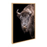 Sylvie American Bison Buffalo Yellowstone Wildlife Animal Framed Canvas by Xyo