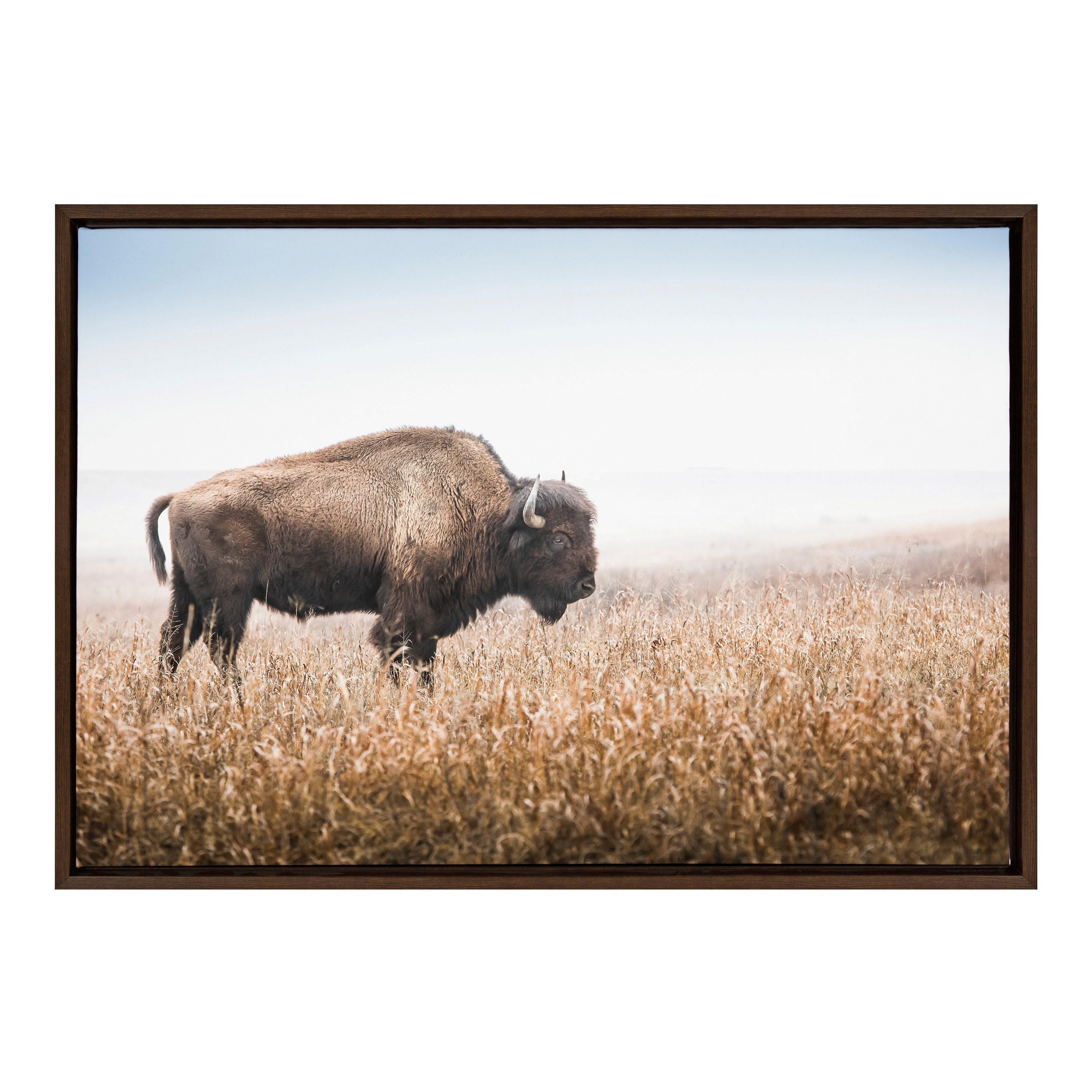 Sylvie American Bison Buffalo in Prairie Grass Framed Canvas by Warren Metcalf