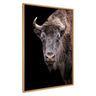 Sylvie American Bison Buffalo Yellowstone Wildlife Animal Framed Canvas by Xyo