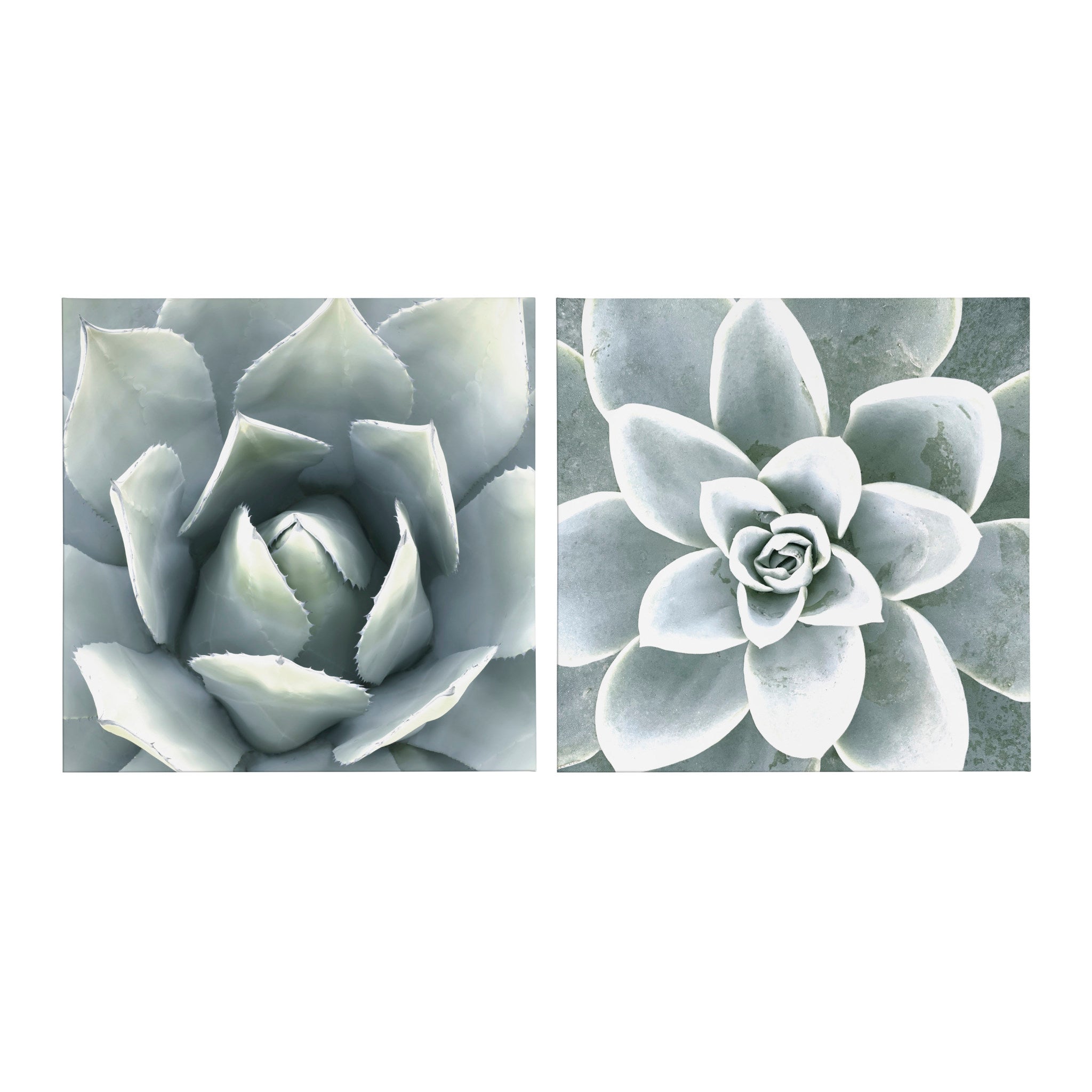 Soft Botanical Succulents by The Creative Bunch Studio