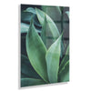 Agave II Floating Acrylic Art by Emiko and Mark Franzen of F2Images