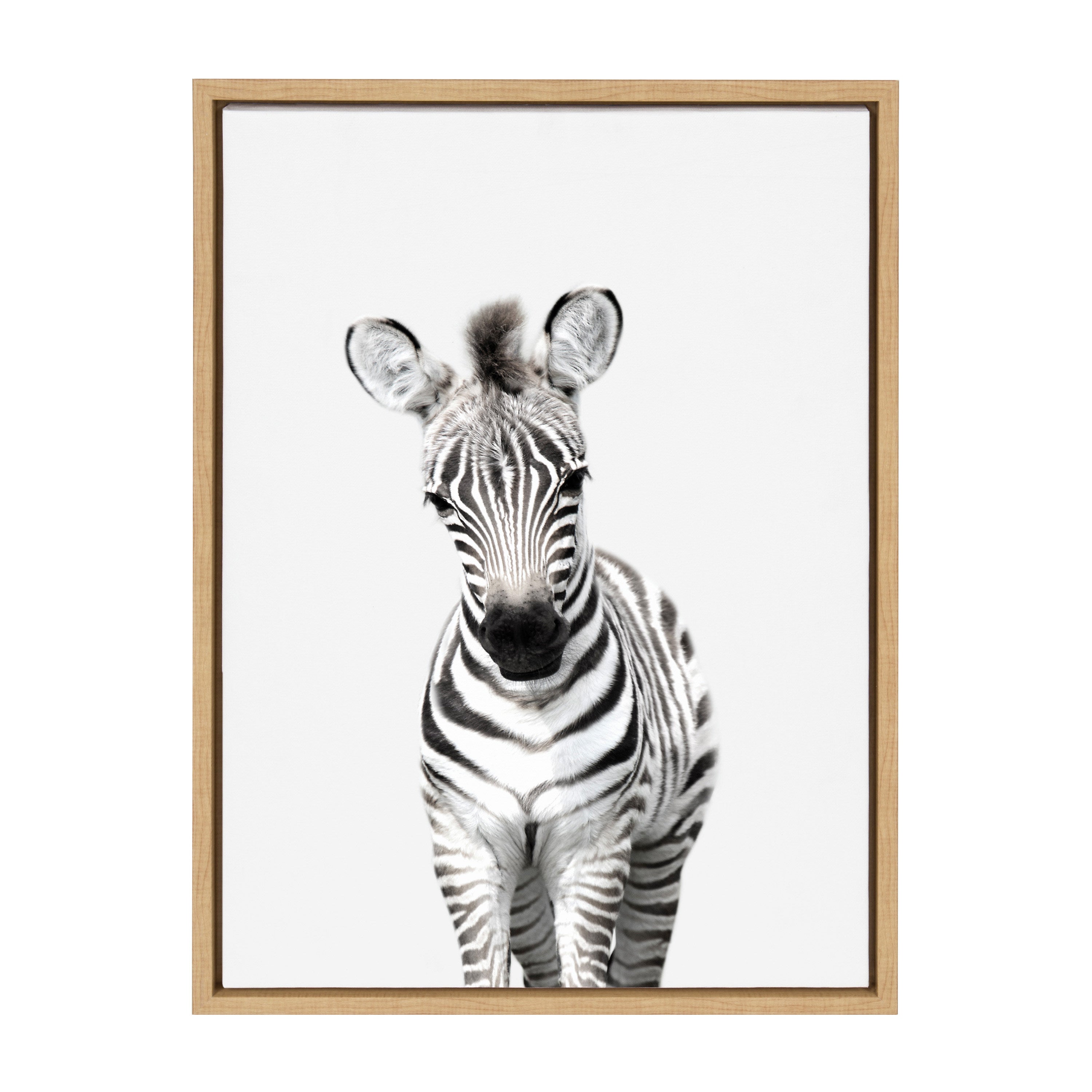 Sylvie Baby Zebra Framed Canvas by Amy Peterson