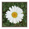 Sylvie Sweet Daisy Framed Canvas by The Creative Bunch Studio
