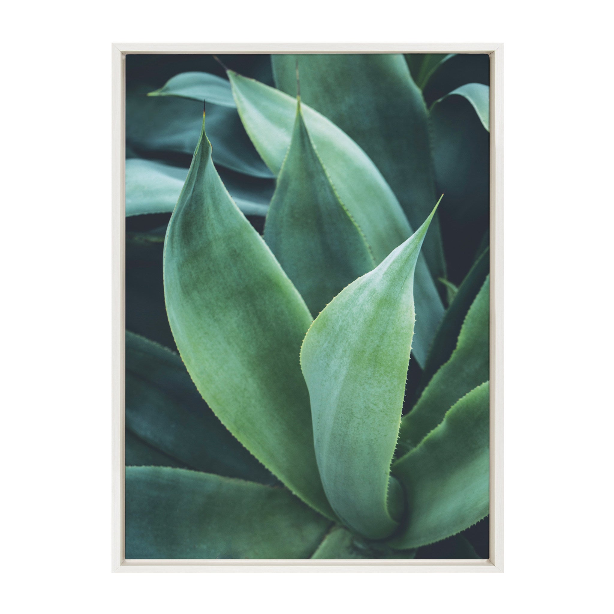 Sylvie Agave II Framed Canvas by F2 Images