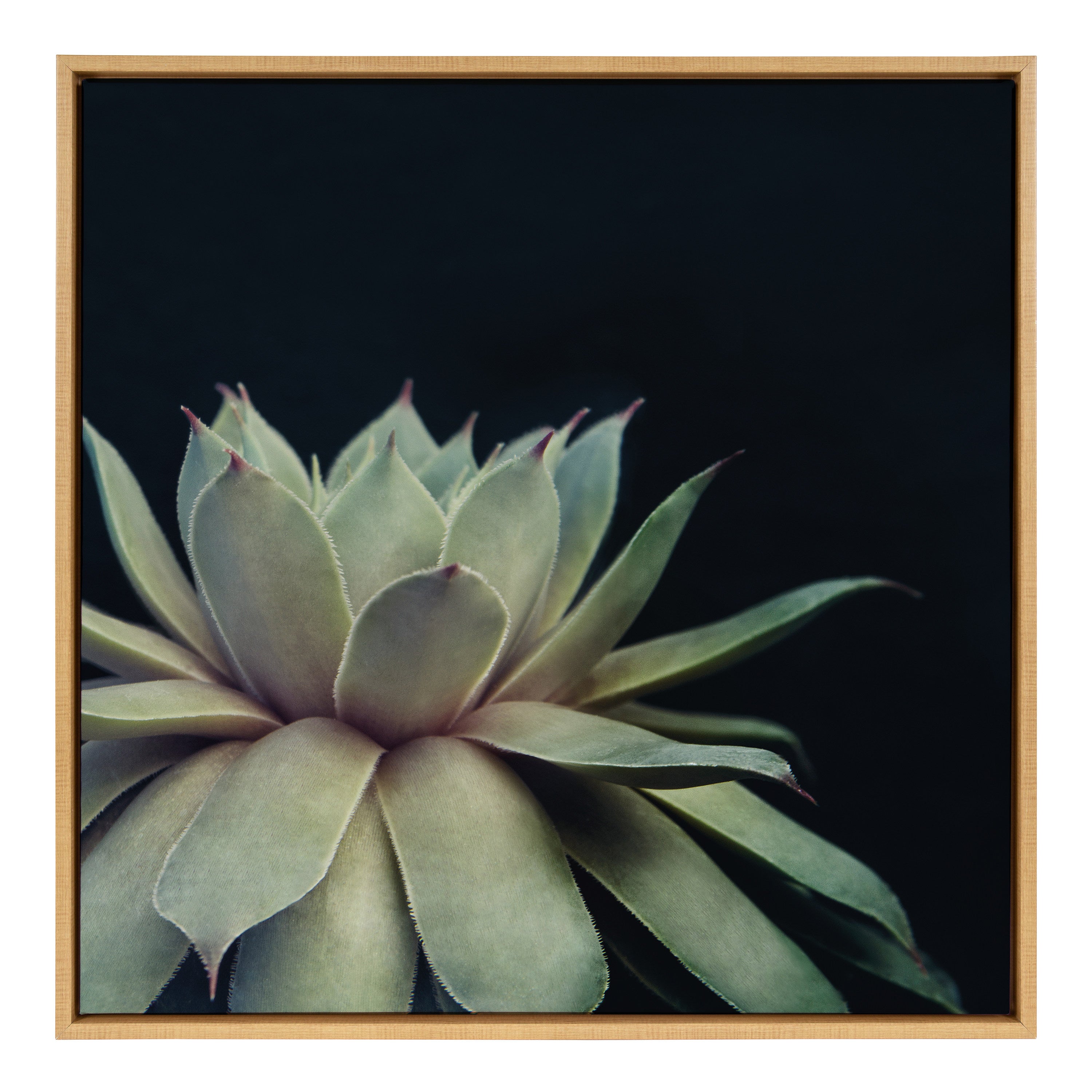 Sylvie Succulent Framed Canvas by F2 Images
