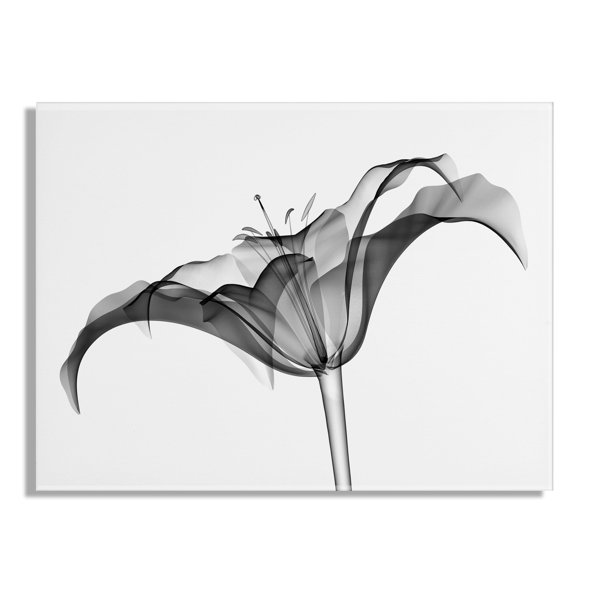 Lily X Ray Floral Floating Acrylic Art by The Creative Bunch Studio