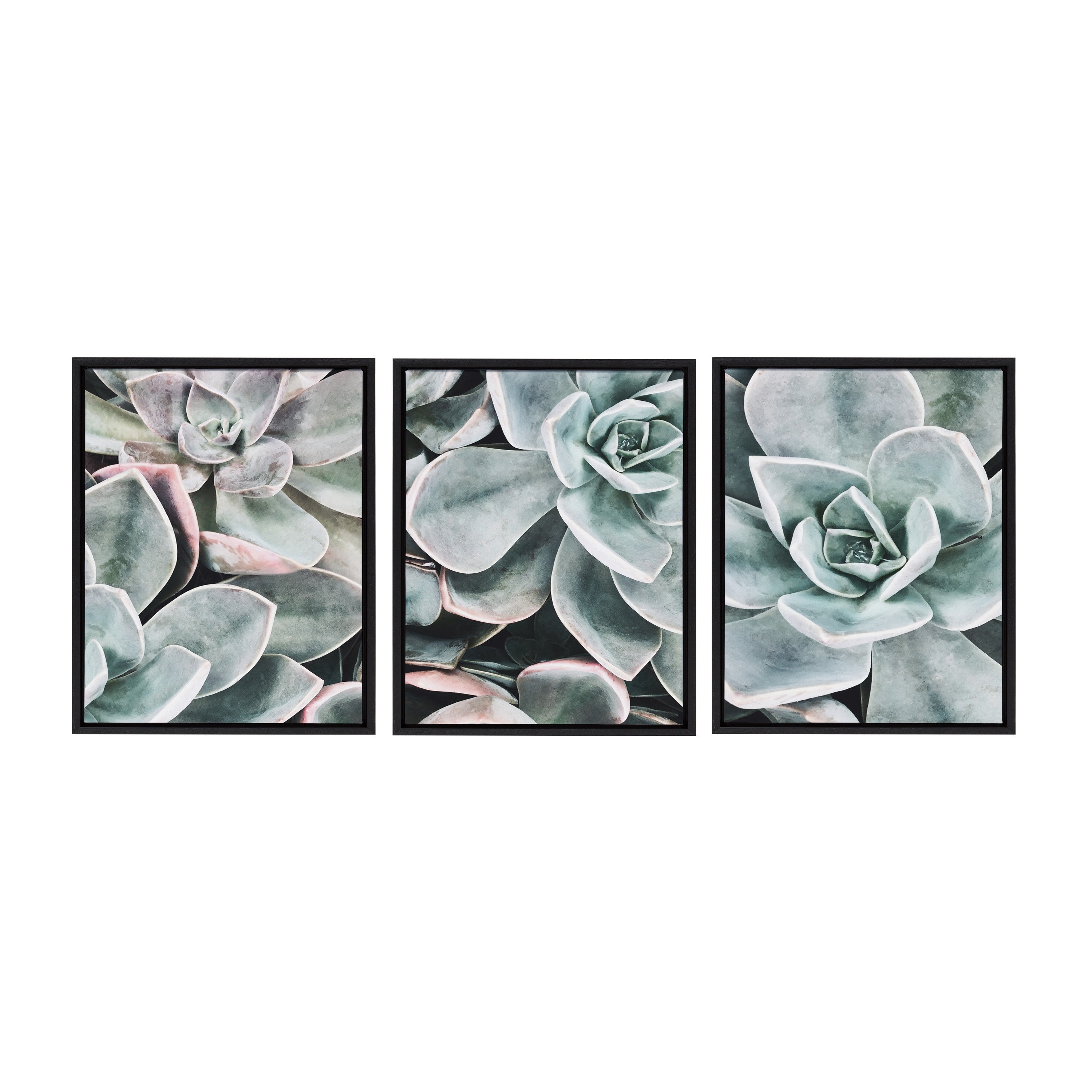 Sylvie Botanical Succulent Plants Framed Canvas Set by The Creative Bunch Studio
