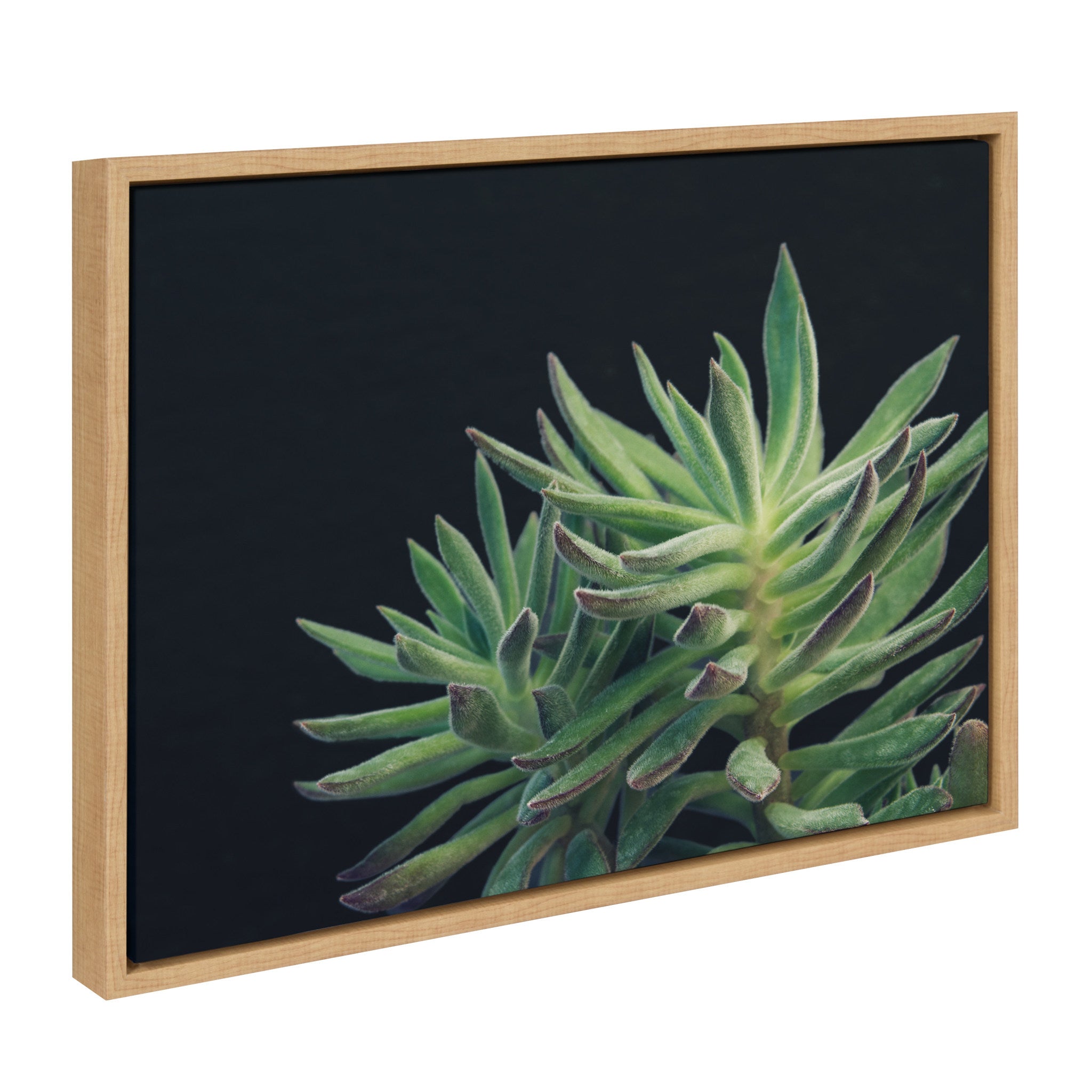 Sylvie Succulent 13 Framed Canvas by F2 Images