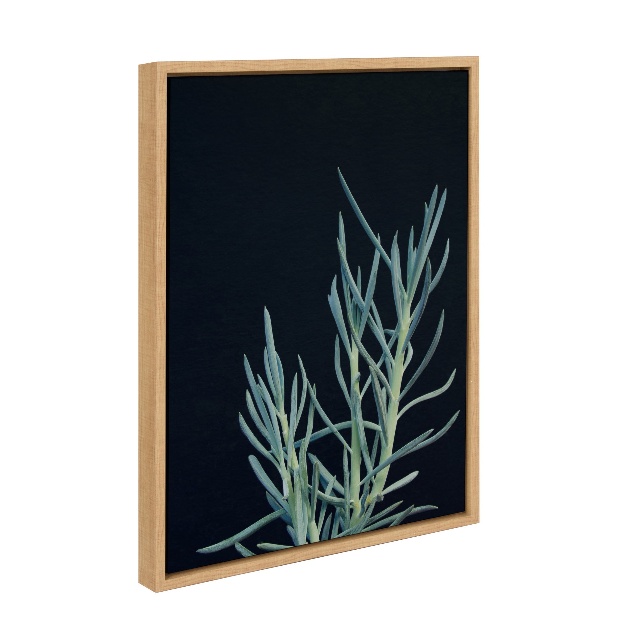 Sylvie Succulent 16 Framed Canvas by F2 Images