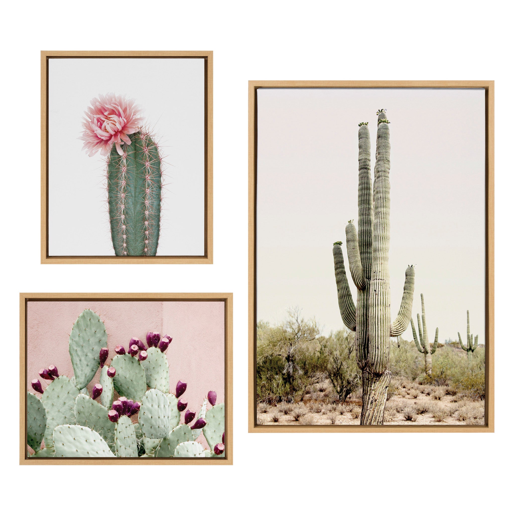 Sylvie Sunrise Cactus,  Pink Cactus Flower and Cactus 25 Framed Canvas by Amy Peterson Art Studio