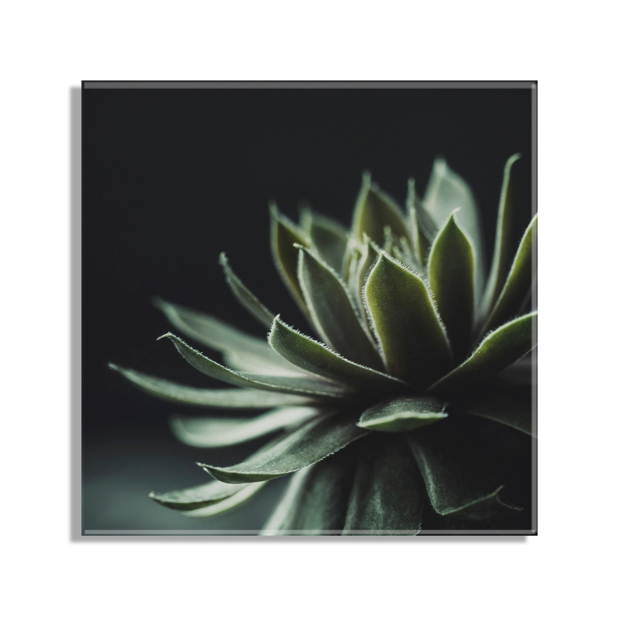 Warrior Succulent Floating Acrylic Art by Emiko and Mark Franzen of F2Images