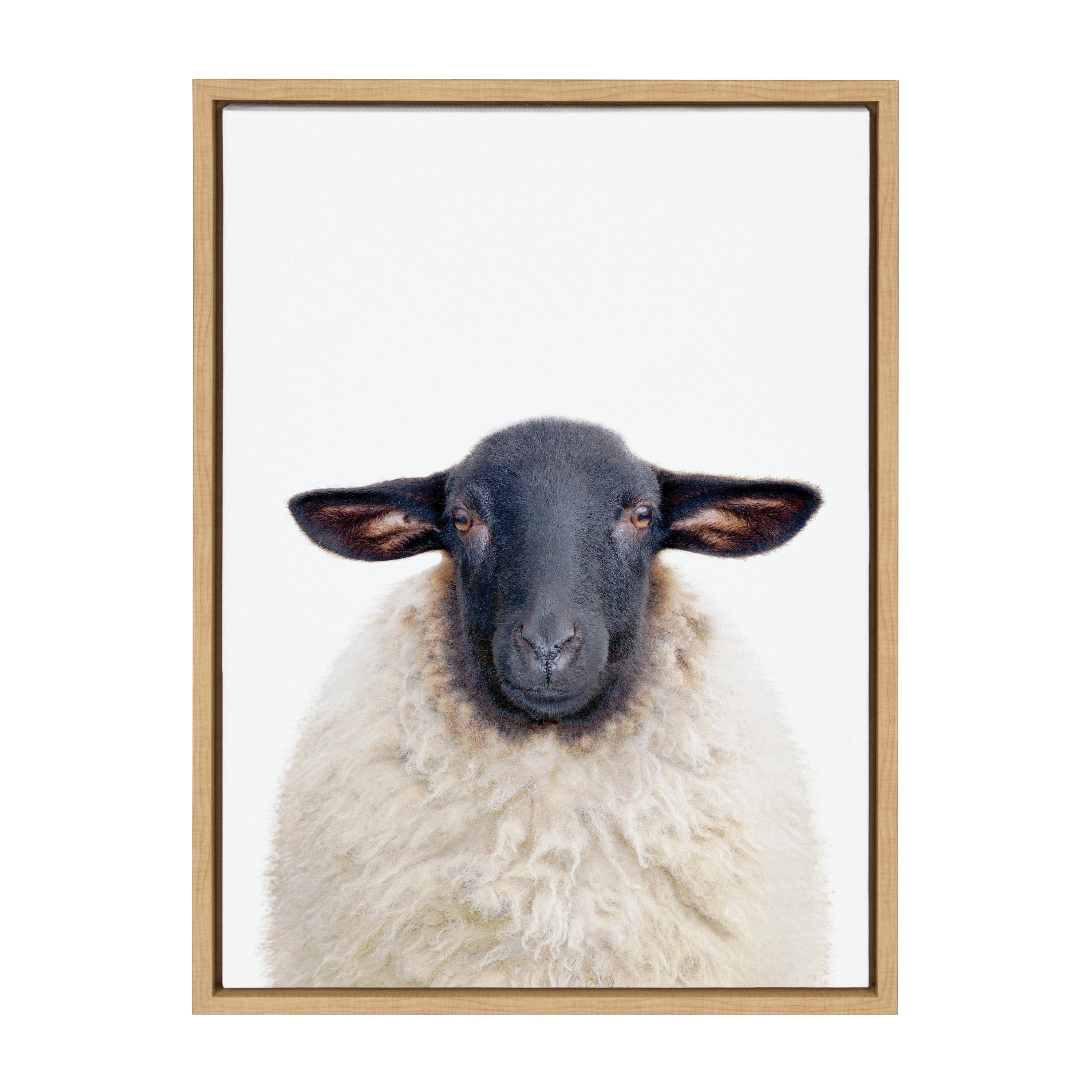 Sylvie Dorper Sheep Framed Canvas by Amy Peterson Art Studio