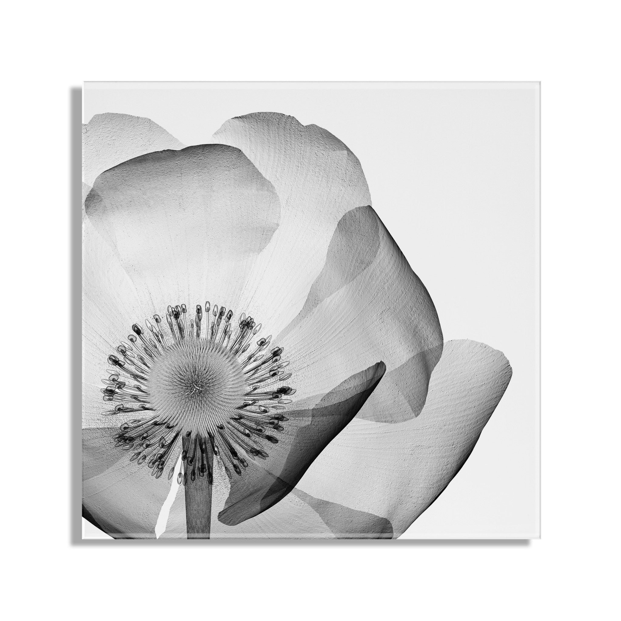 Poppy X Ray Floral Floating Acrylic Art by The Creative Bunch Studio