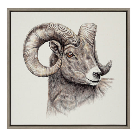 Sylvie Ram Framed Canvas by Ron Dunn, Gray 22x22