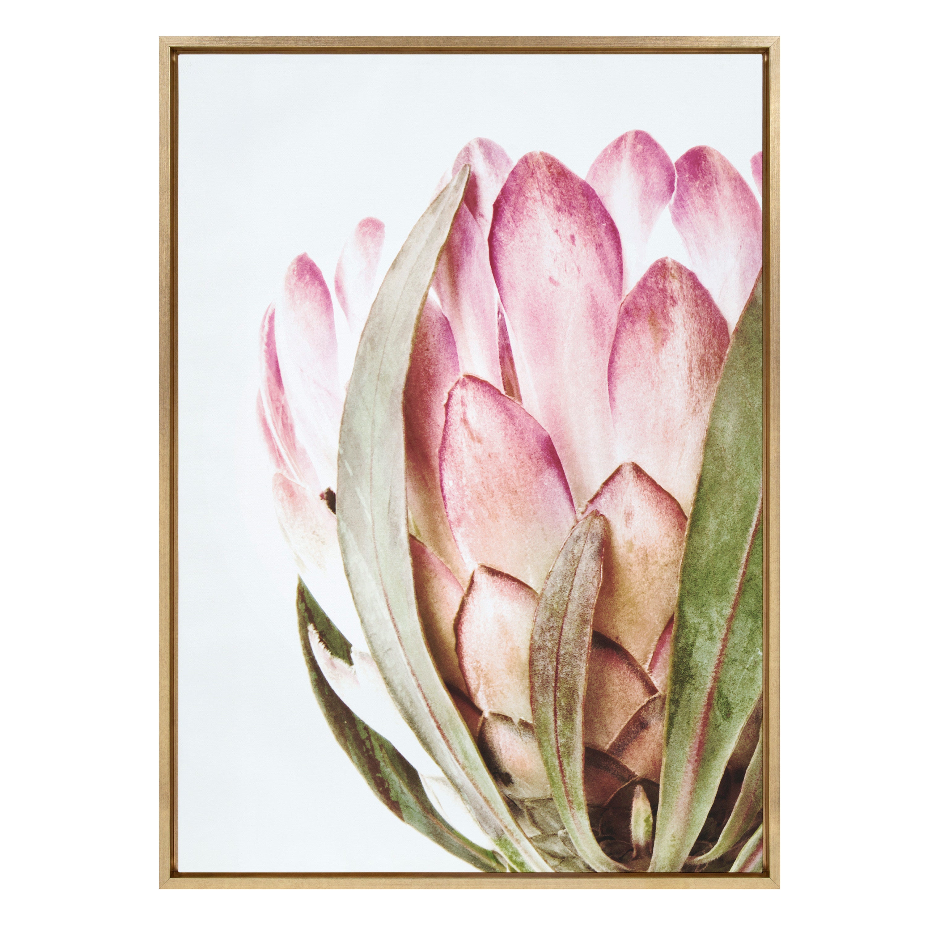 Sylvie Pink Protea Flower Framed Canvas by Amy Peterson