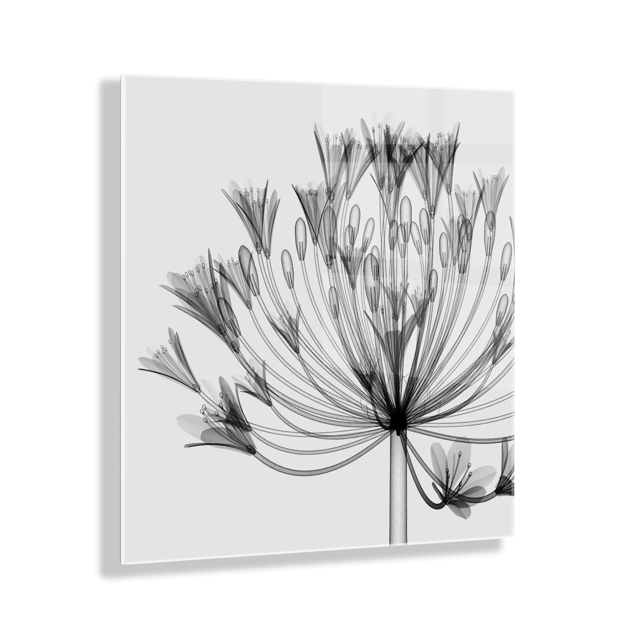 Bell Agapanthus X Ray Floral Floating Acrylic Art by The Creative Bunch Studio