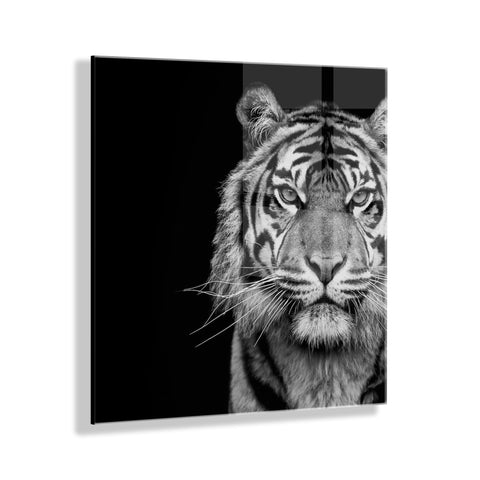 Tiger Minimalist Animal Portrait on Black Close Crop Floating Acrylic Art by The Creative Bunch Studio