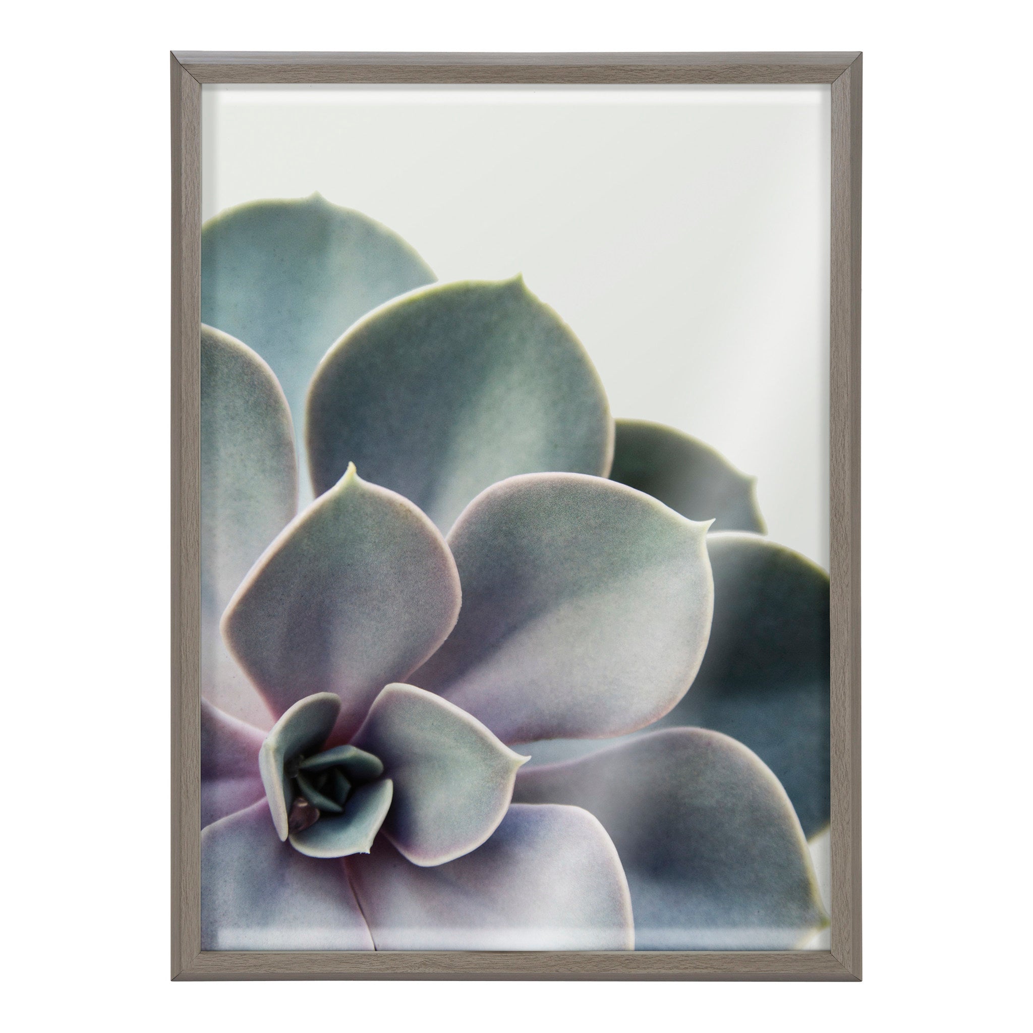 Blake Succulent 5 Framed Printed Glass by Emiko and Mark Franzen of F2Images