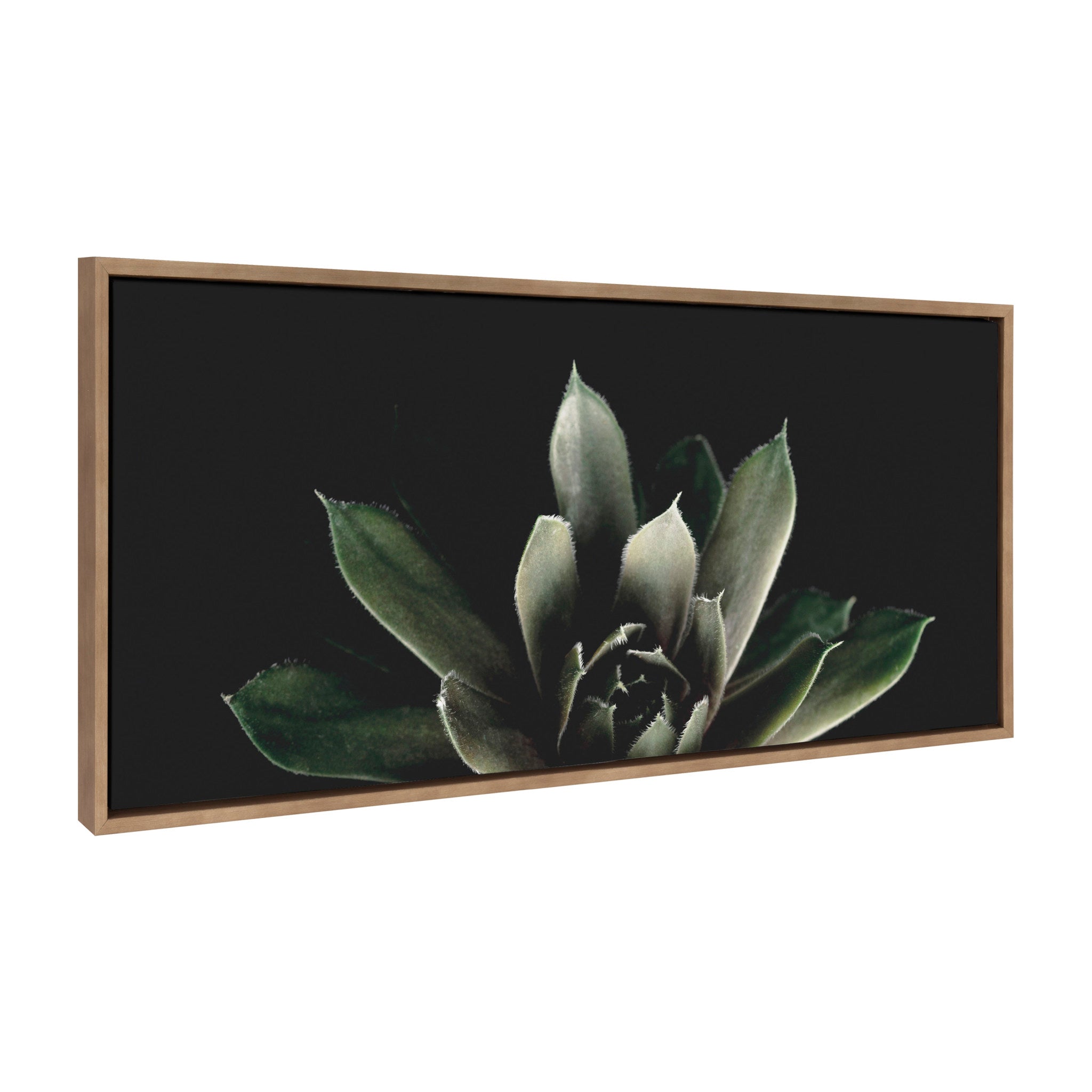 Sylvie Succulent 8 Framed Canvas by Emiko and Mark Franzen of F2Images