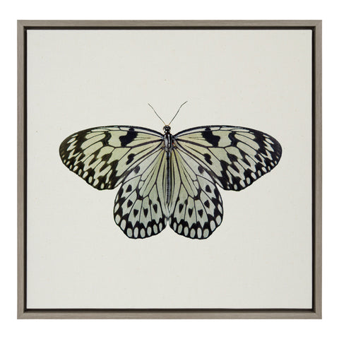 Sylvie Two Tone Butterfly Framed Canvas by Robert Cadloff of Bomobob