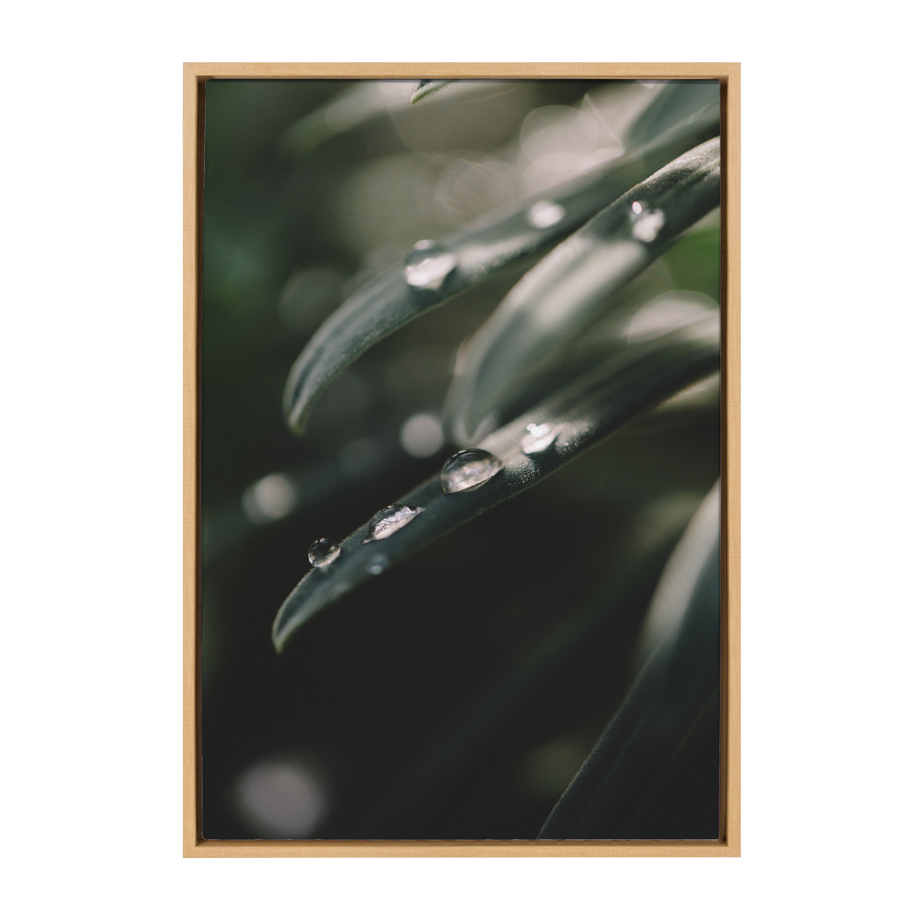 Sylvie Water Droplets Framed Canvas by Patricia Hasz of Patricia Rae Photography
