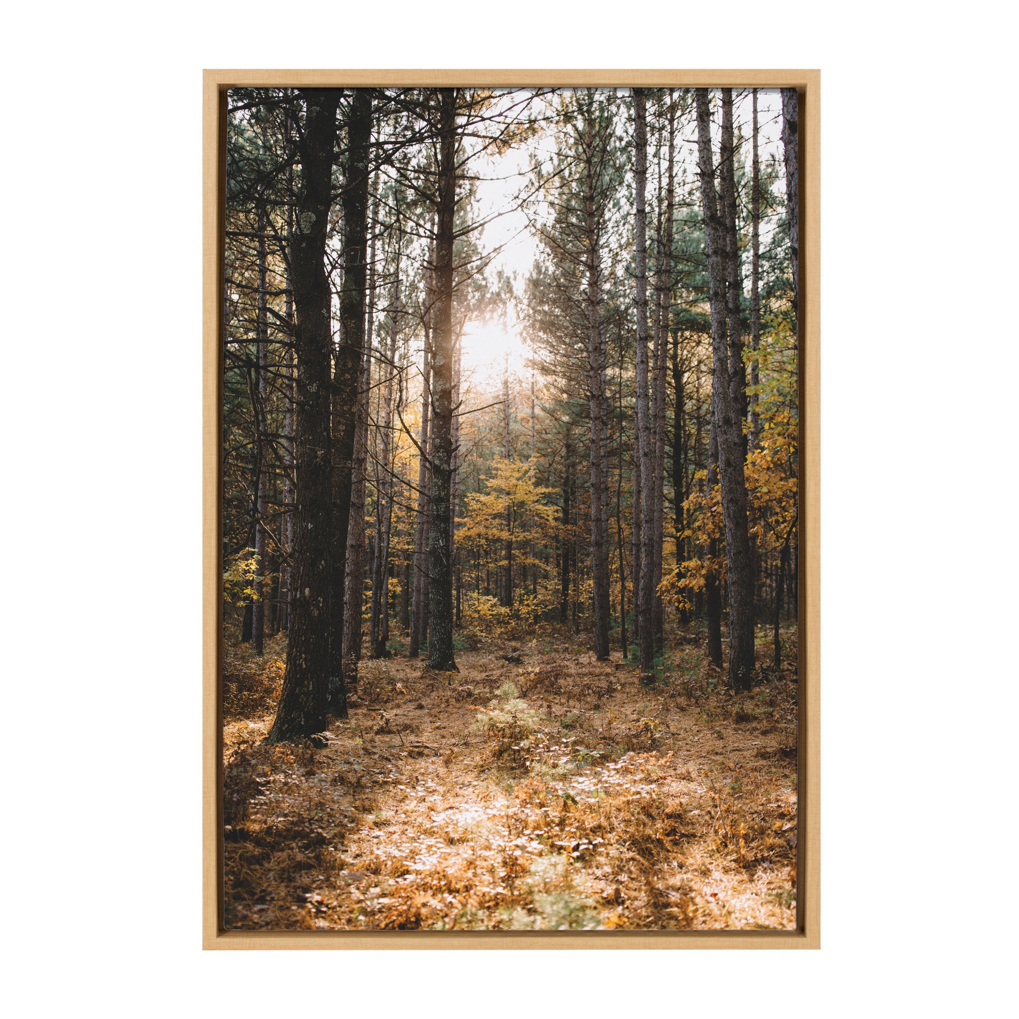 Sylvie A Walk in the Woods Framed Canvas by Patricia Hasz of Patricia Rae Photography