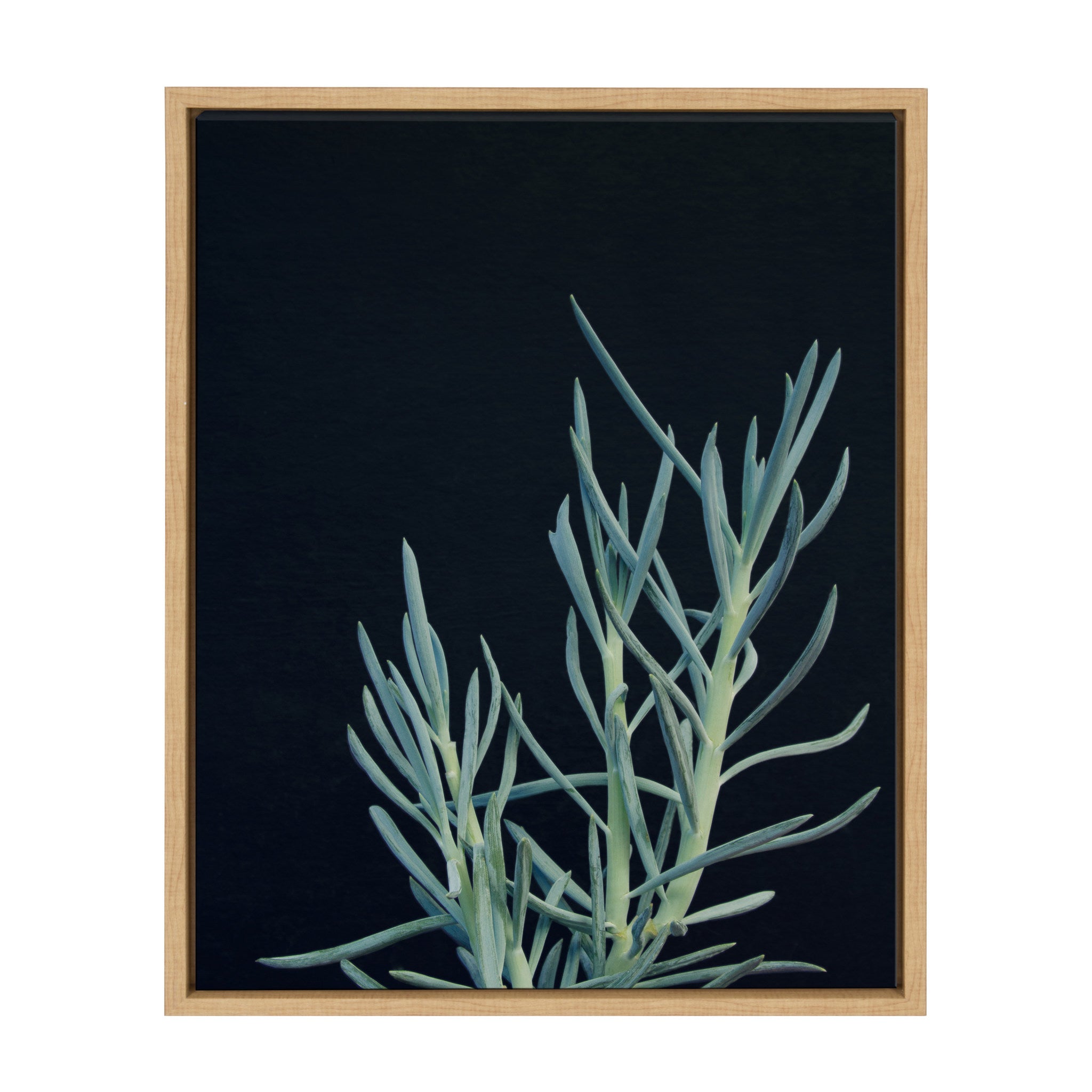 Sylvie Succulent 16 Framed Canvas by F2 Images