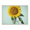 Sylvie Solo Sunflower Framed Canvas by Emiko and Mark Franzen of F2Images