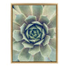 Sylvie Succulent 1 Framed Canvas by F2 Images