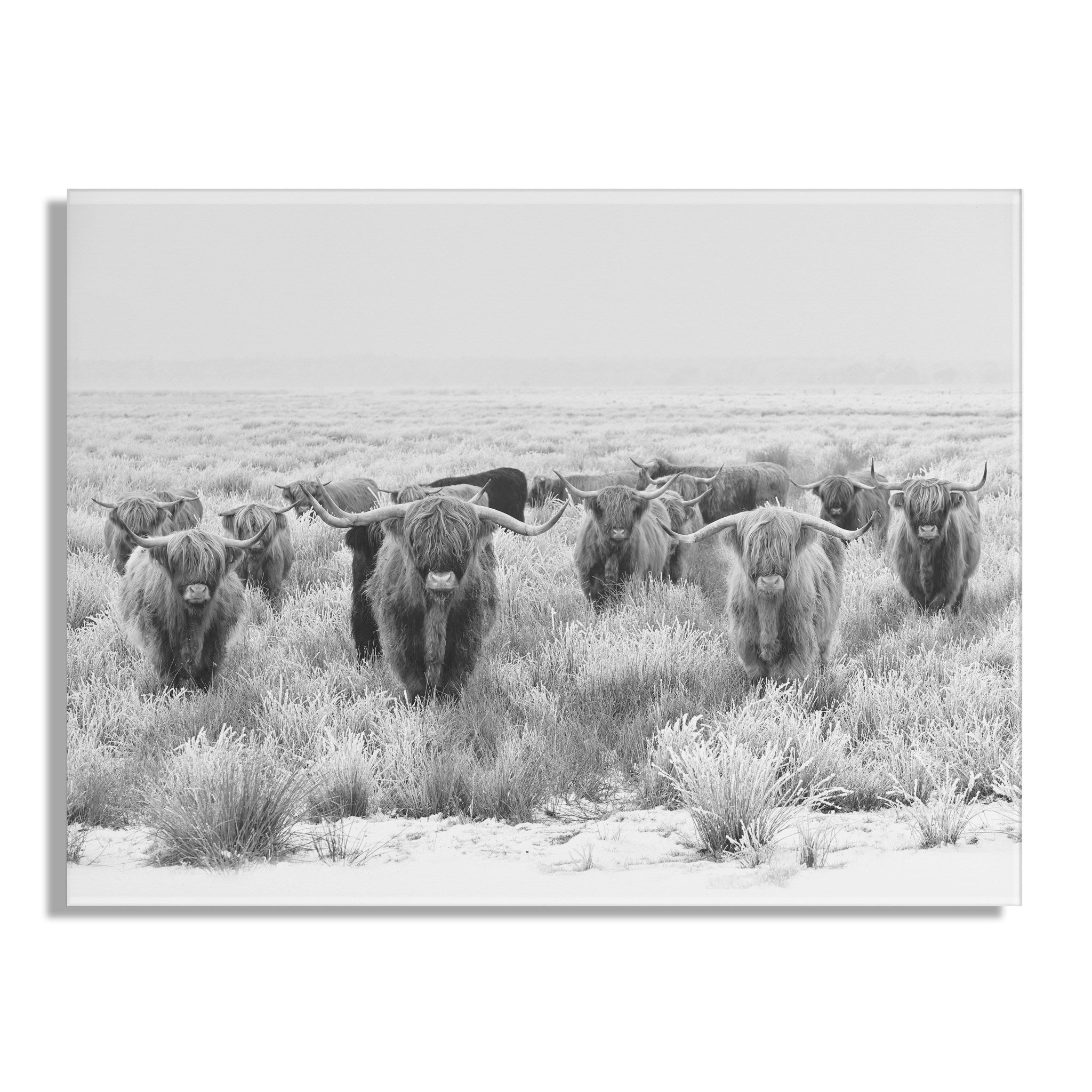 Herd of Highland Cows BW Floating Acrylic Art by The Creative Bunch Studio