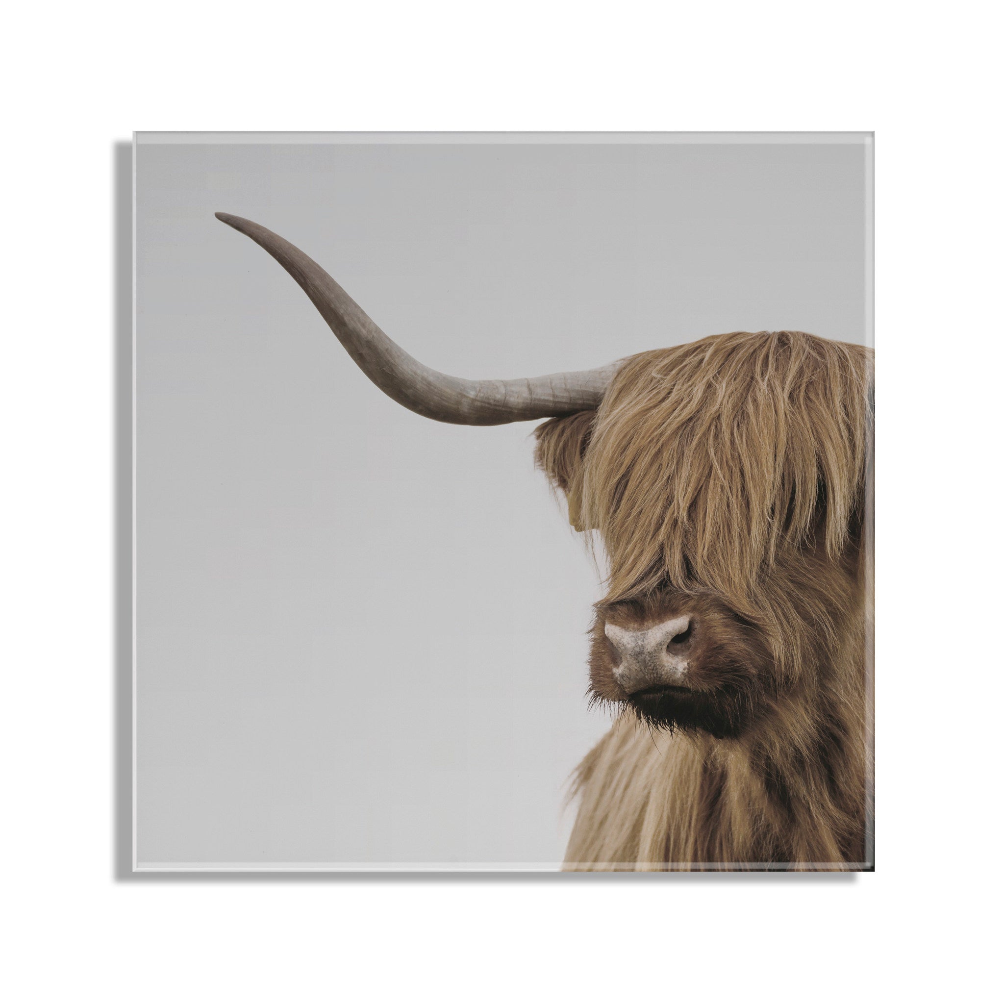 Highland Cow Portrait Close Crop Floating Acrylic Art by The Creative Bunch Studio