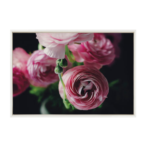 Sylvie Ranunculus In Color Framed Canvas by Kristy Campbell