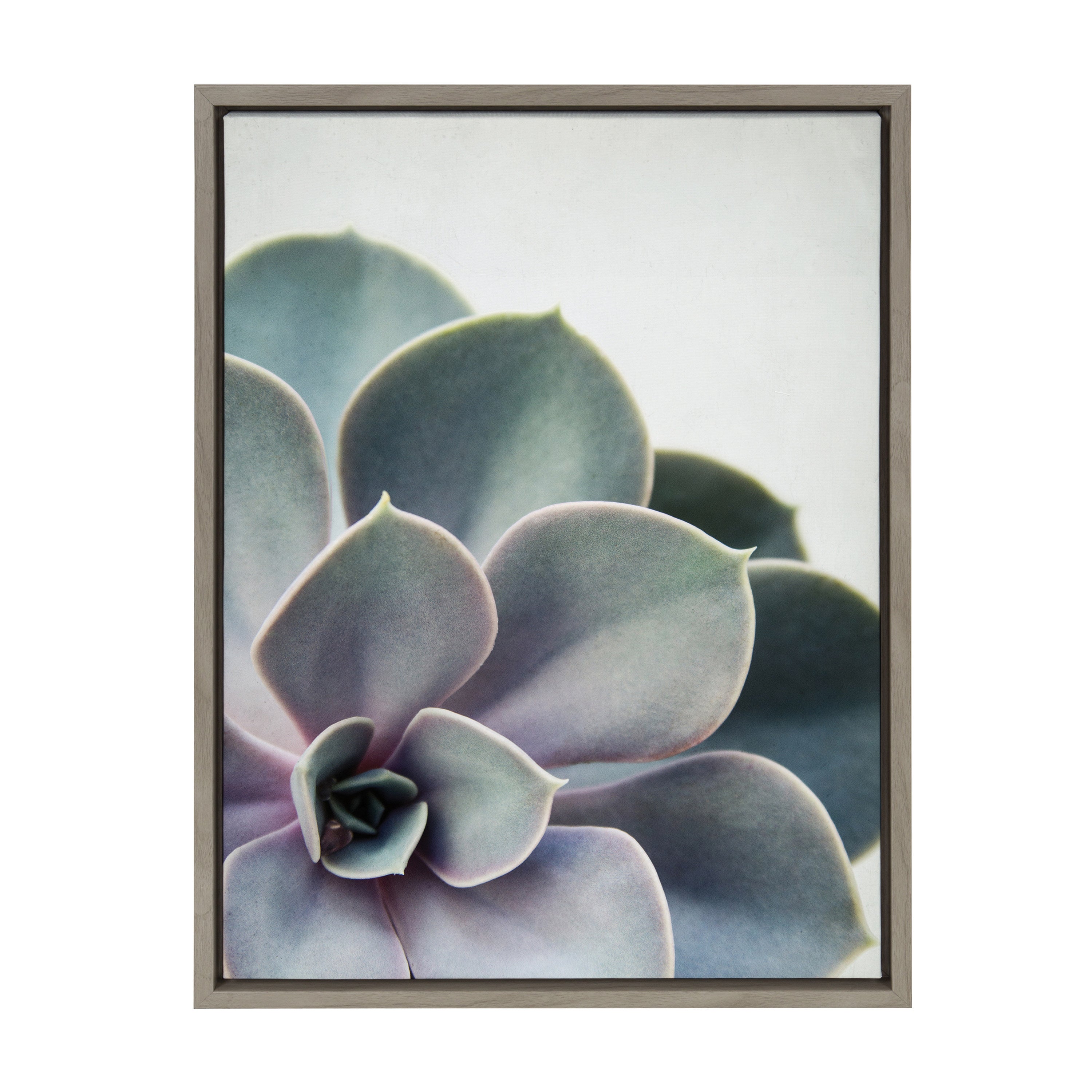 Sylvie Succulent 5 Framed Canvas by F2 Images