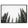 Sylvie Evergreens Framed Canvas by Patricia Hasz of Patricia Rae Photography