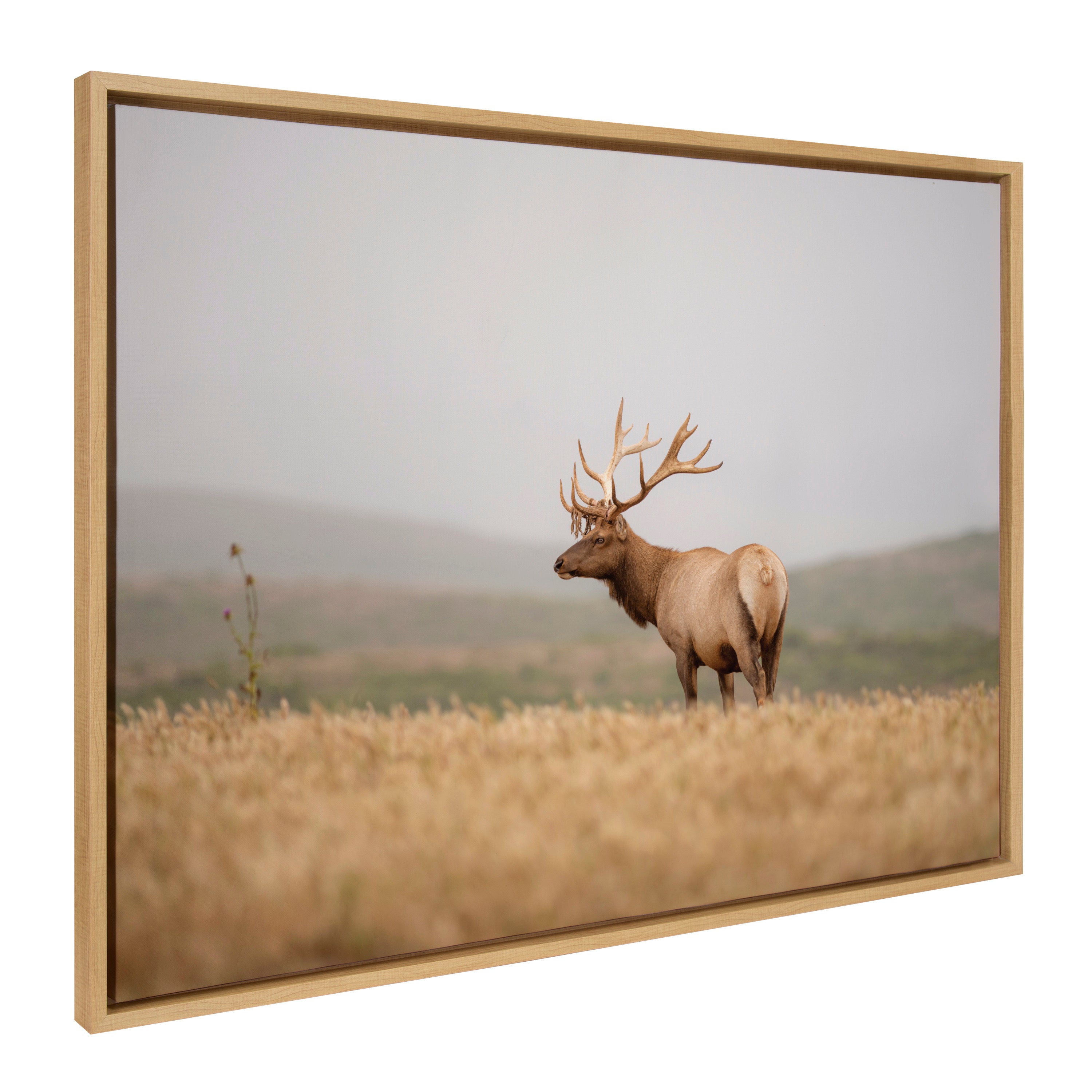Sylvie Tule Elk No 3 Framed Canvas by Crystal Lynn Collins